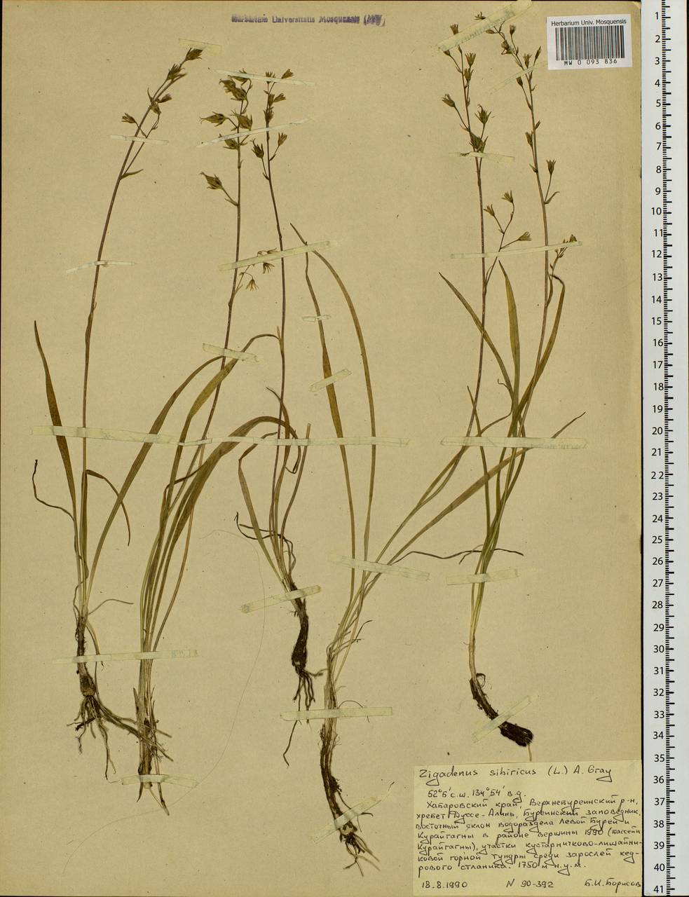 Anticlea sibirica (L.) Kunth, Siberia, Russian Far East (S6) (Russia)