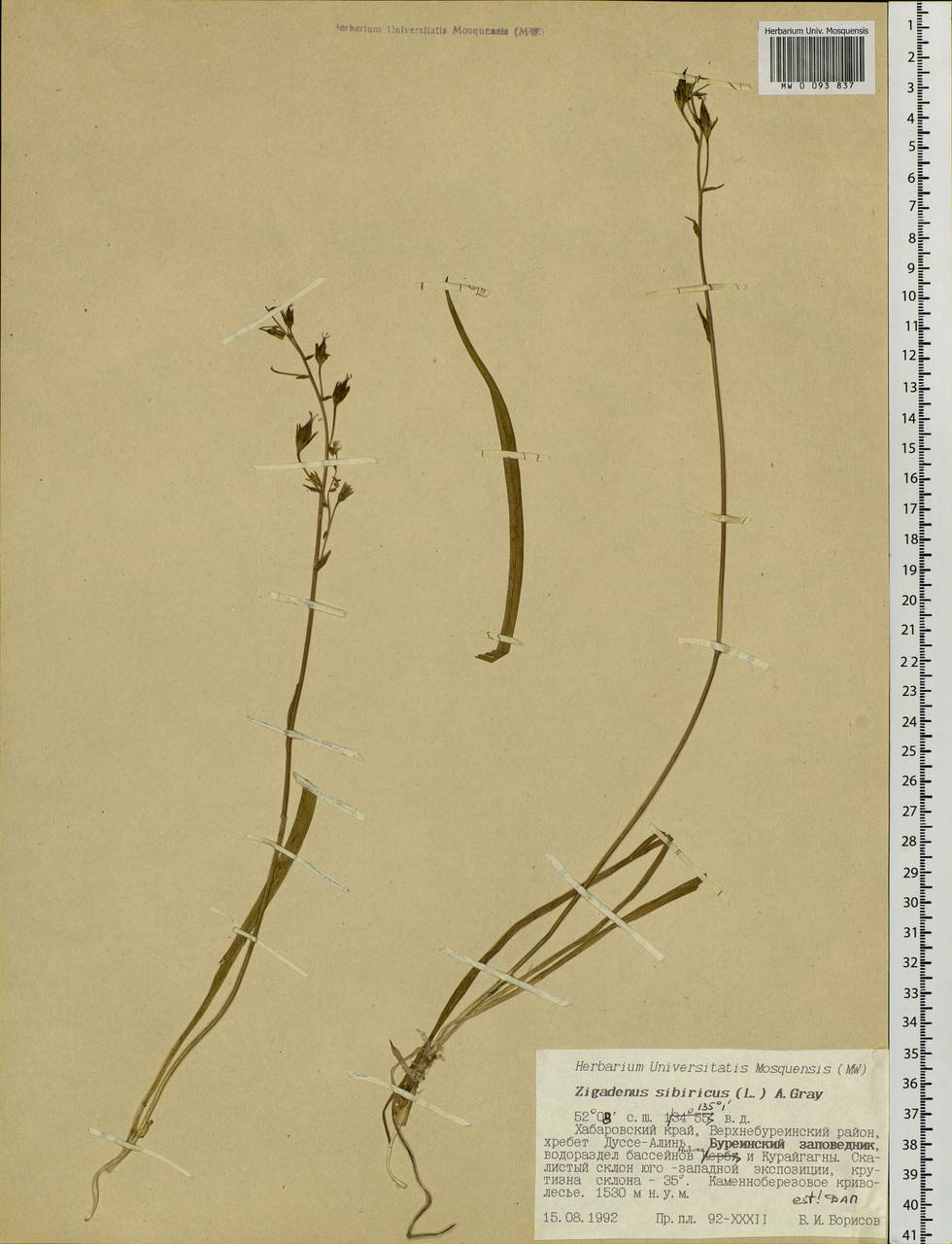Anticlea sibirica (L.) Kunth, Siberia, Russian Far East (S6) (Russia)