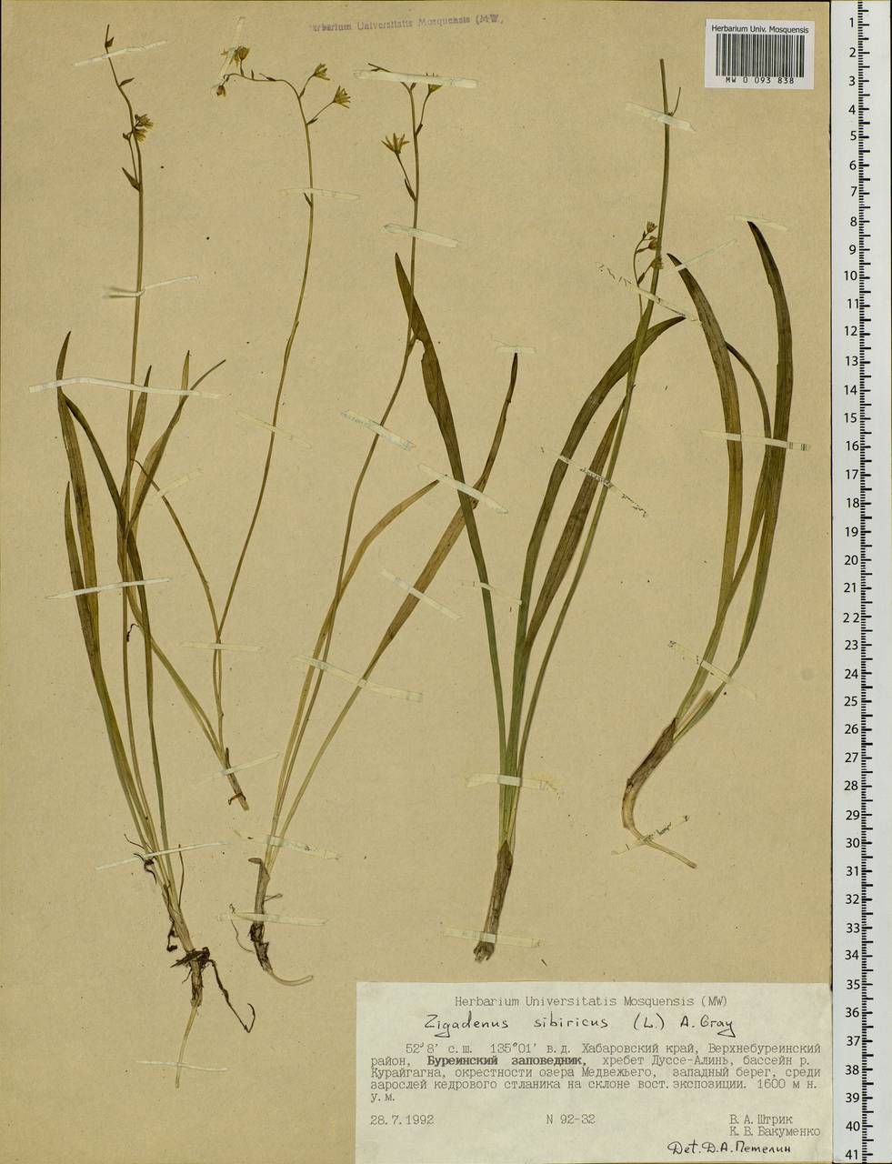 Anticlea sibirica (L.) Kunth, Siberia, Russian Far East (S6) (Russia)