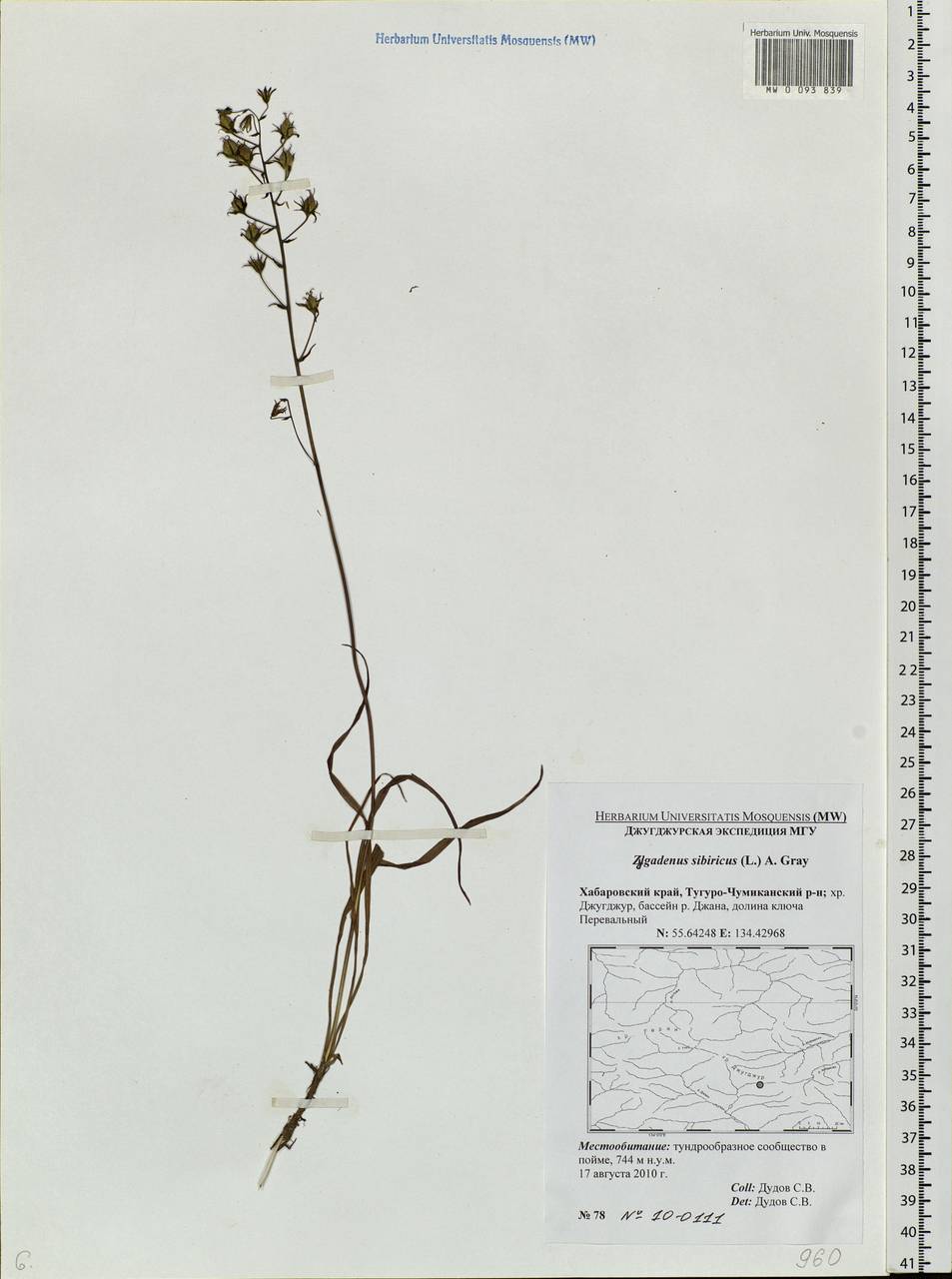 Anticlea sibirica (L.) Kunth, Siberia, Russian Far East (S6) (Russia)