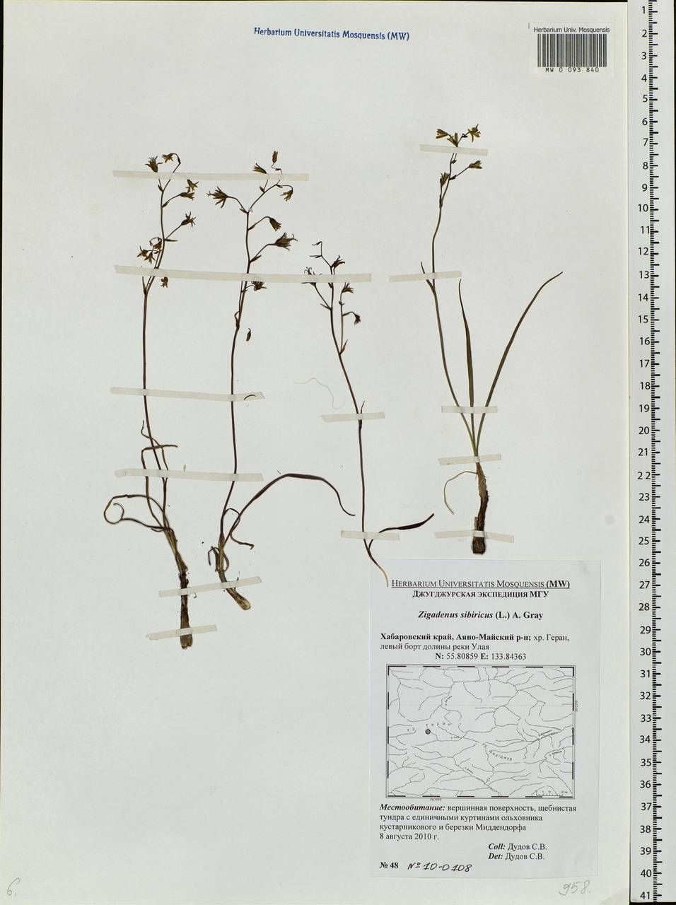 Anticlea sibirica (L.) Kunth, Siberia, Russian Far East (S6) (Russia)