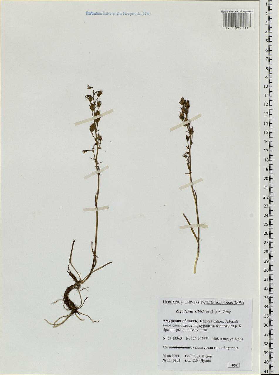 Anticlea sibirica (L.) Kunth, Siberia, Russian Far East (S6) (Russia)