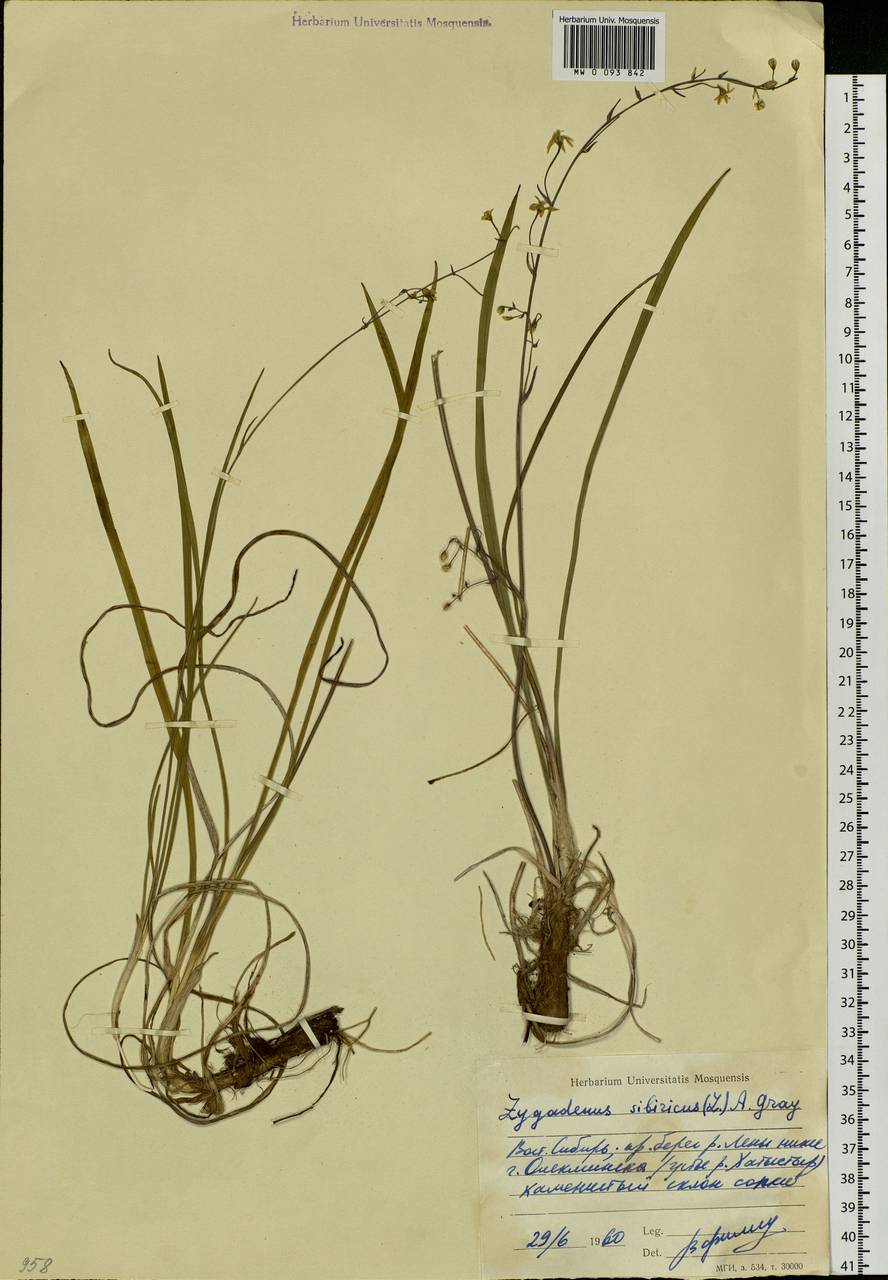 Anticlea sibirica (L.) Kunth, Siberia, Yakutia (S5) (Russia)