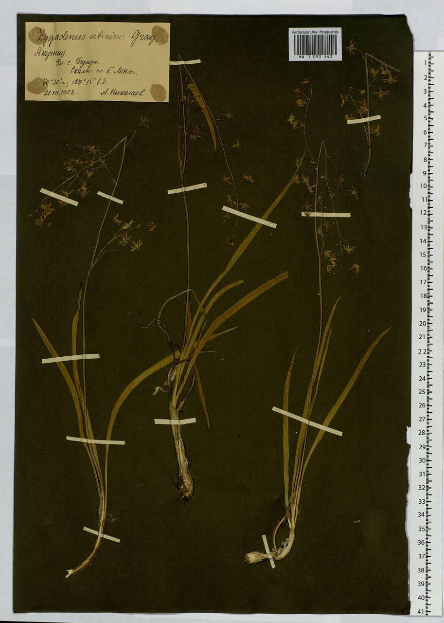 Anticlea sibirica (L.) Kunth, Siberia, Yakutia (S5) (Russia)