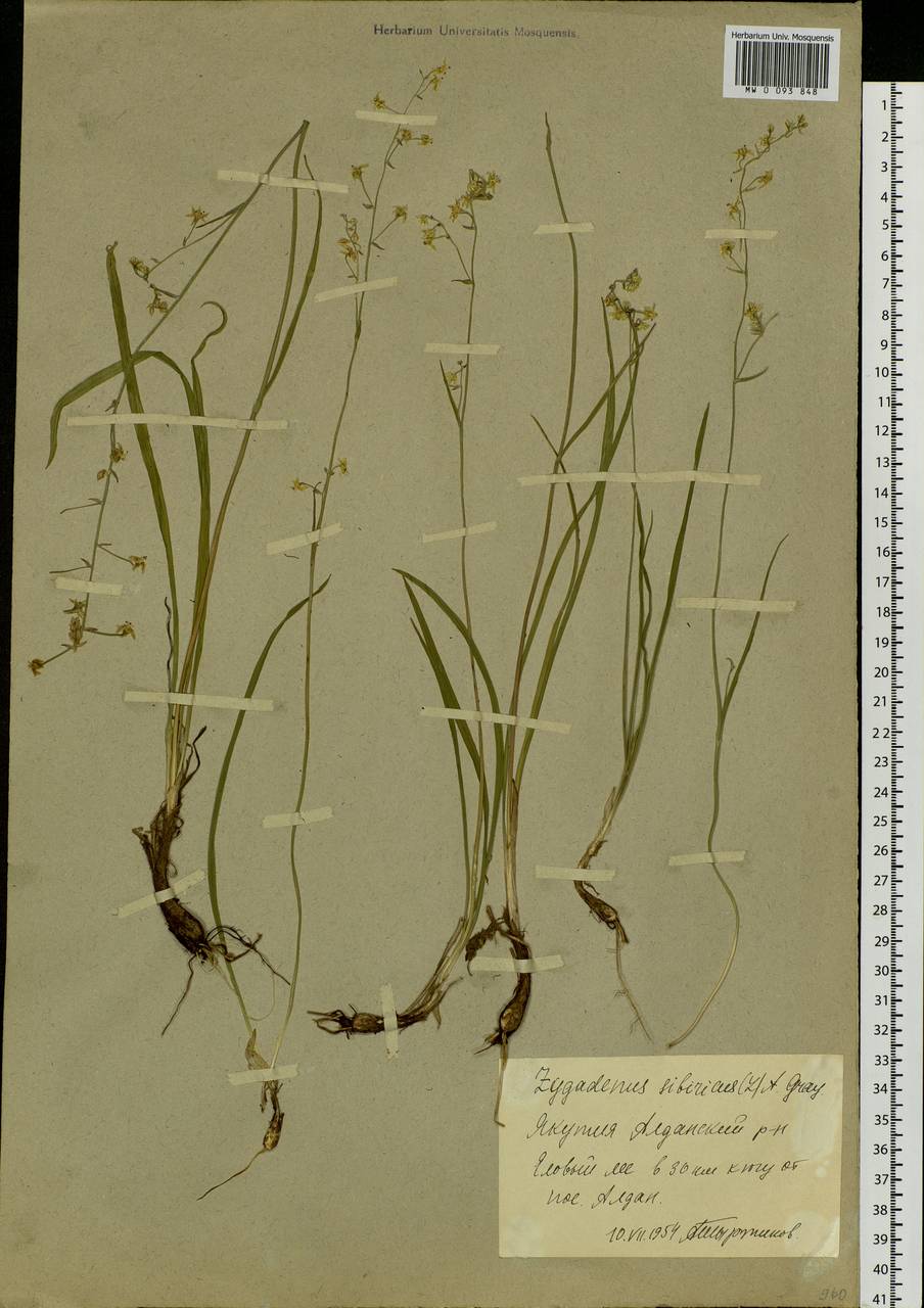 Anticlea sibirica (L.) Kunth, Siberia, Yakutia (S5) (Russia)