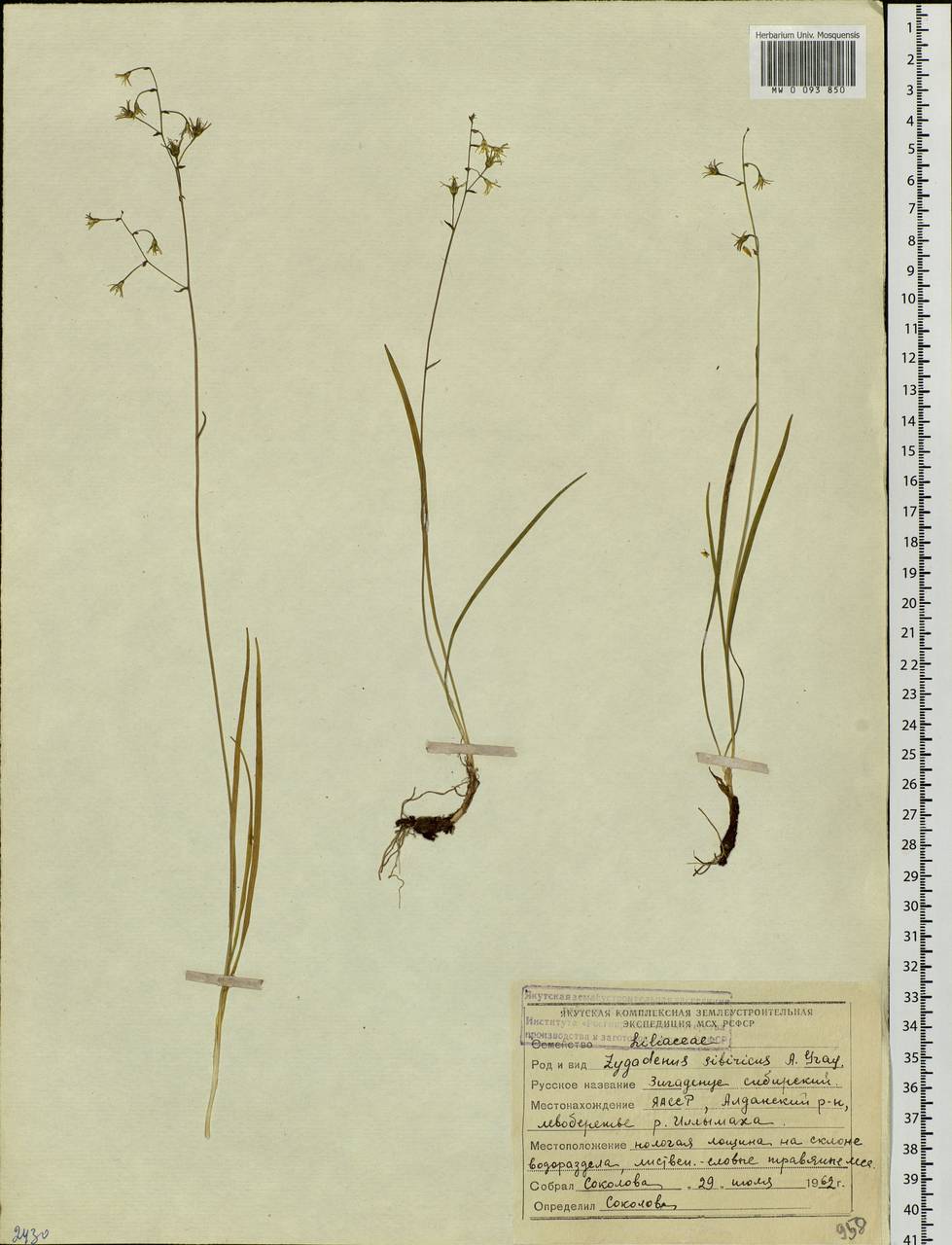 Anticlea sibirica (L.) Kunth, Siberia, Yakutia (S5) (Russia)