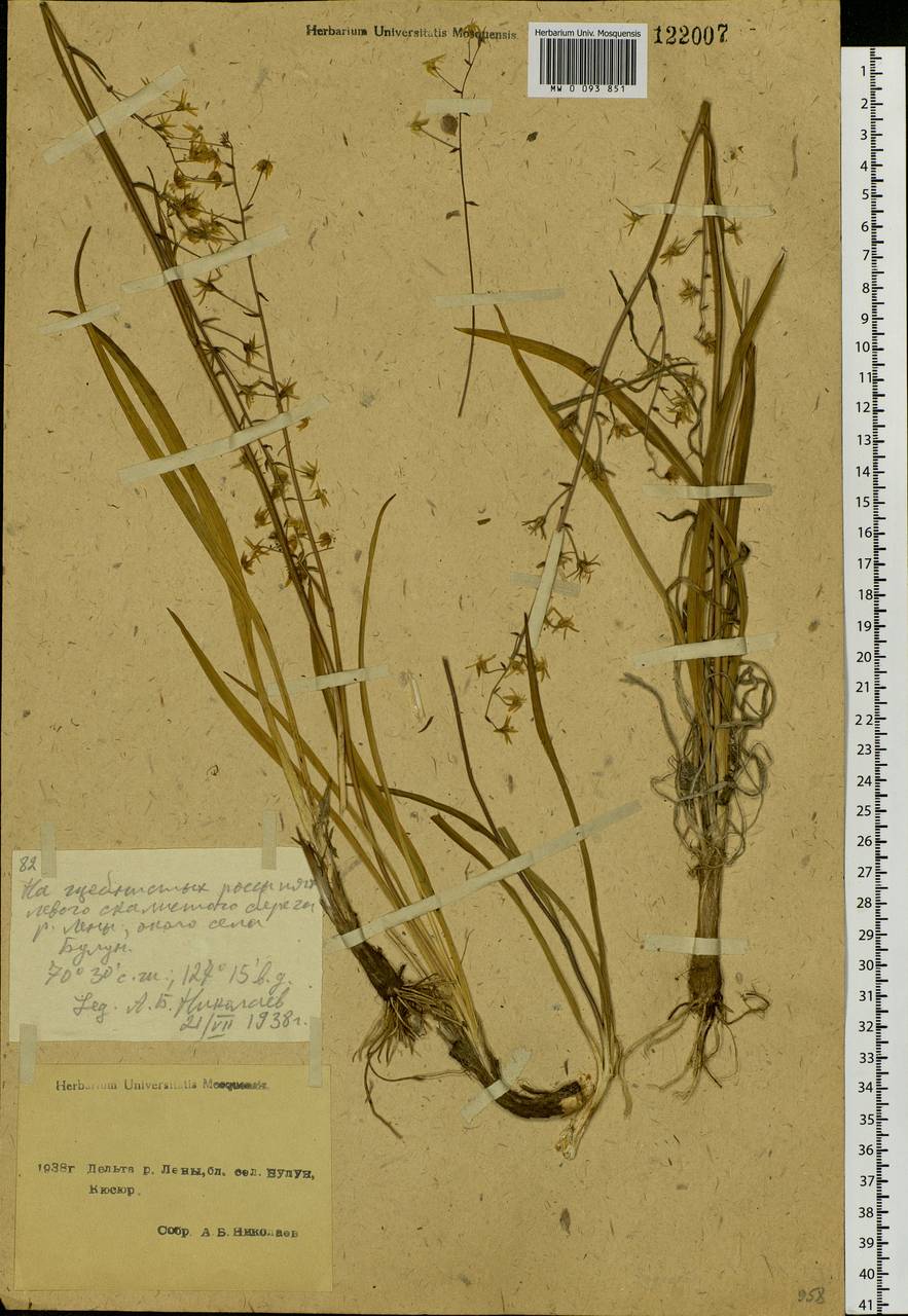 Anticlea sibirica (L.) Kunth, Siberia, Yakutia (S5) (Russia)