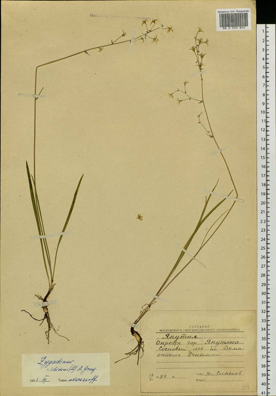 Anticlea sibirica (L.) Kunth, Siberia, Yakutia (S5) (Russia)