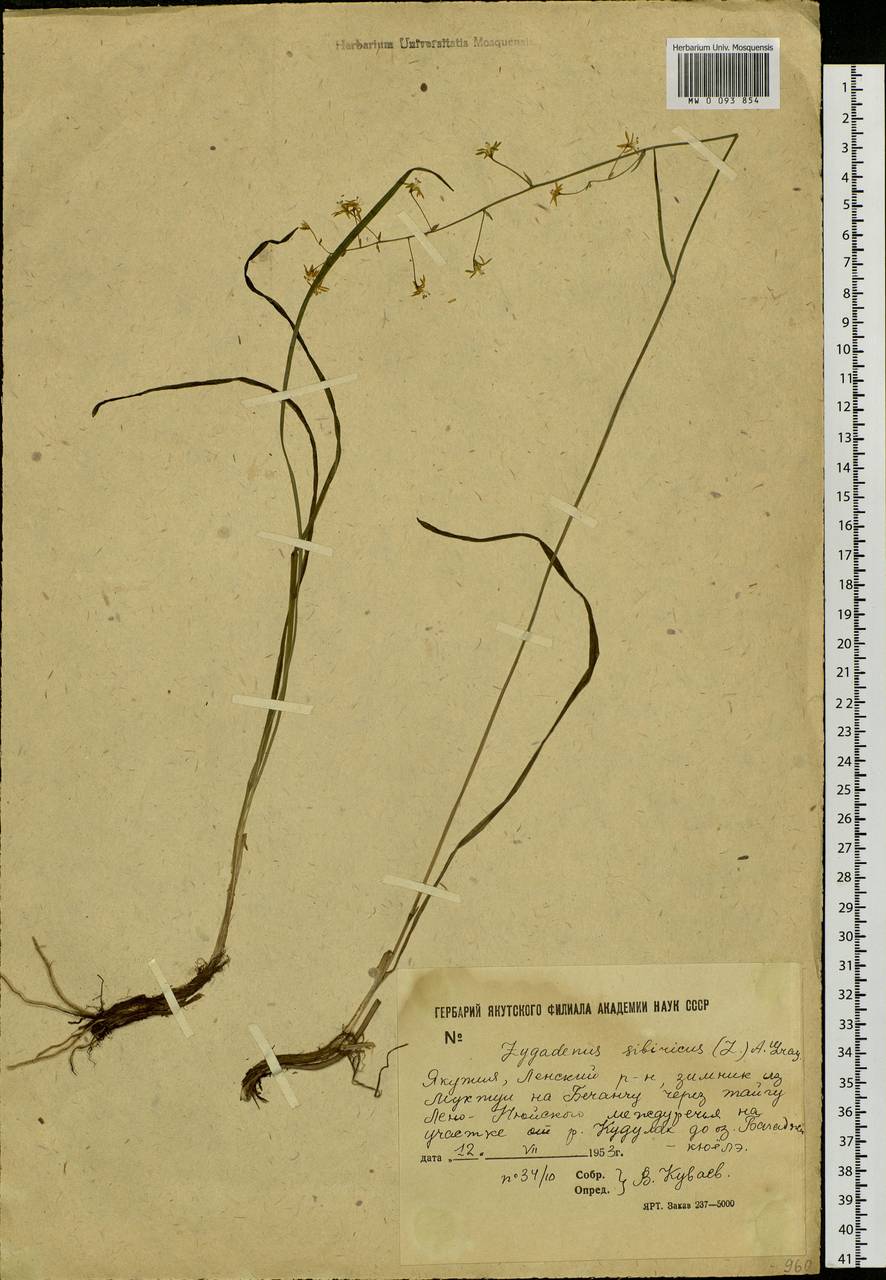 Anticlea sibirica (L.) Kunth, Siberia, Yakutia (S5) (Russia)