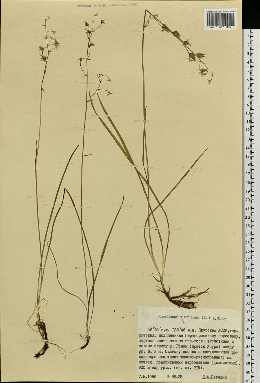 Anticlea sibirica (L.) Kunth, Siberia, Yakutia (S5) (Russia)