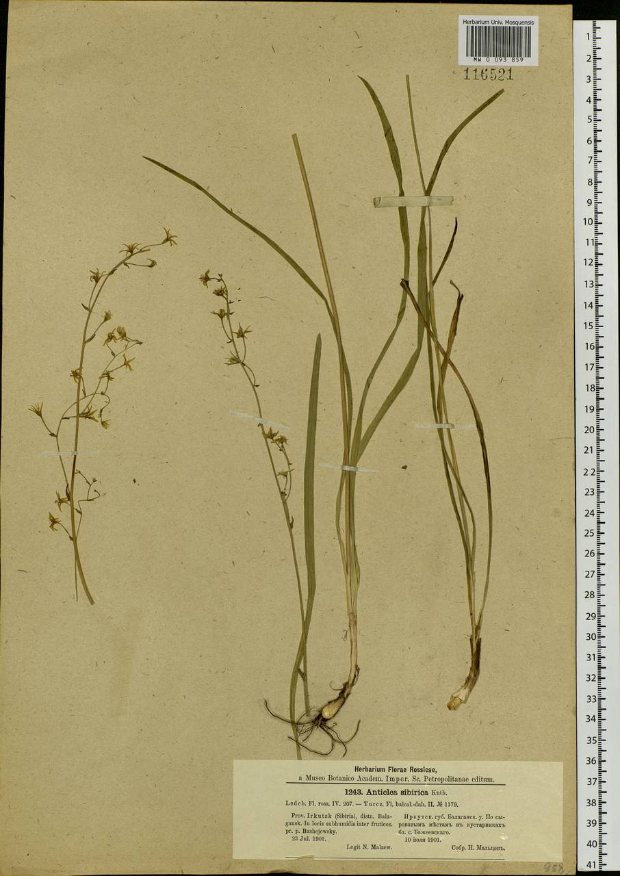 Anticlea sibirica (L.) Kunth, Siberia, Baikal & Transbaikal region (S4) (Russia)
