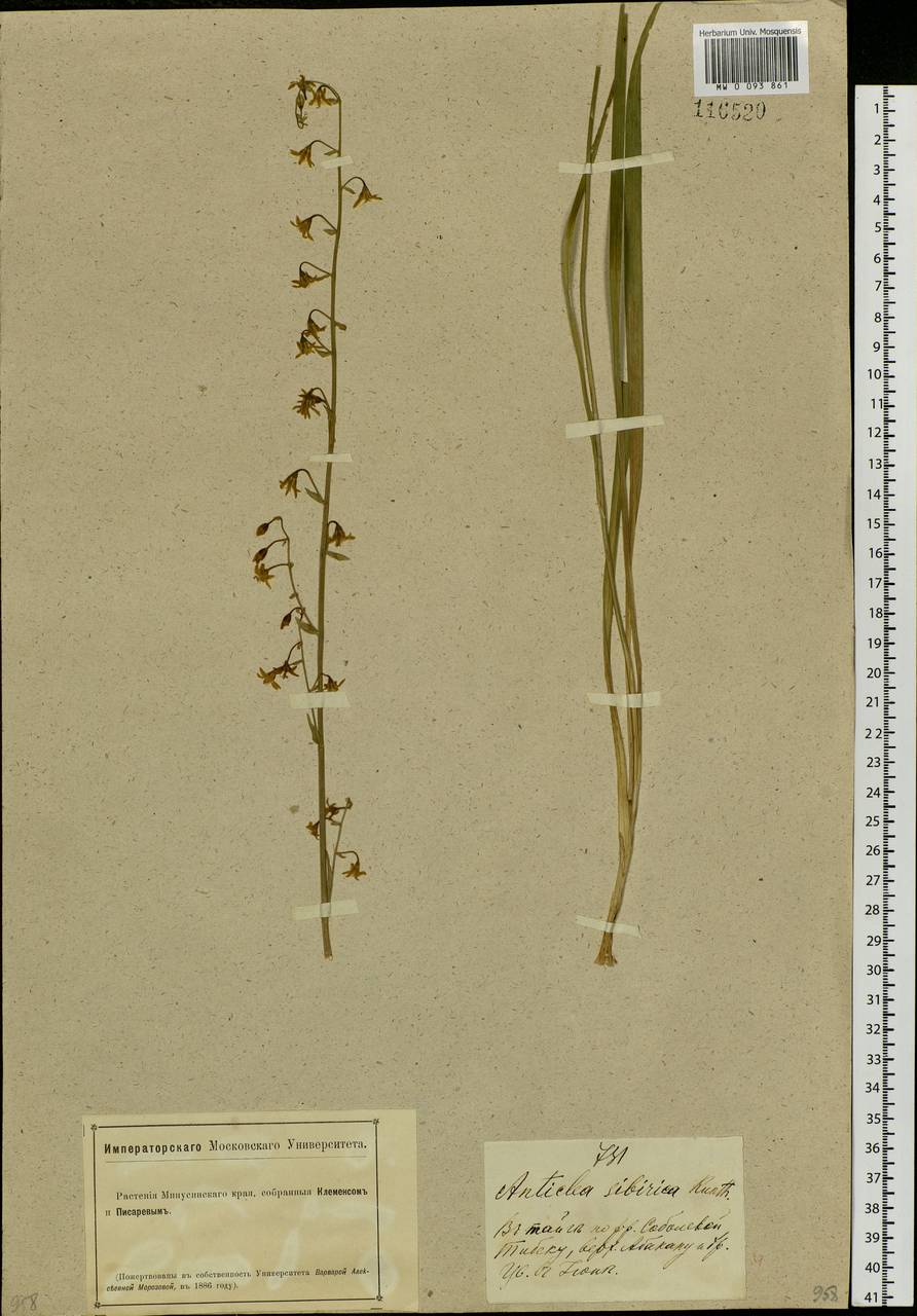 Anticlea sibirica (L.) Kunth, Siberia, Baikal & Transbaikal region (S4) (Russia)