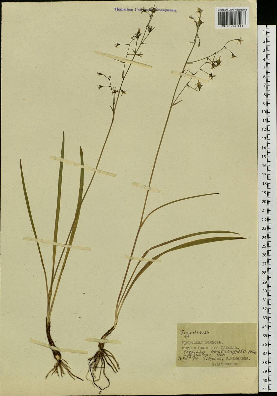 Anticlea sibirica (L.) Kunth, Siberia, Baikal & Transbaikal region (S4) (Russia)