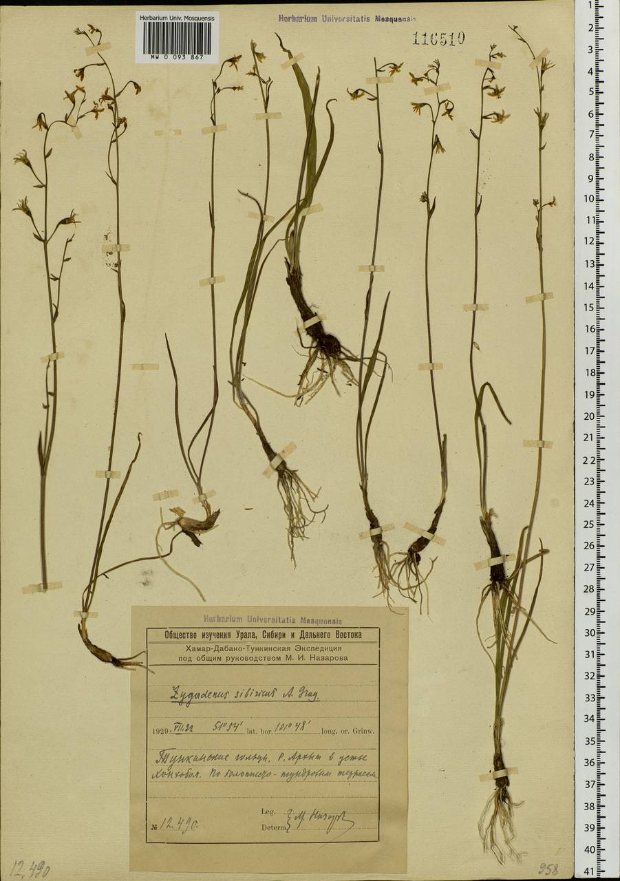 Anticlea sibirica (L.) Kunth, Siberia, Baikal & Transbaikal region (S4) (Russia)