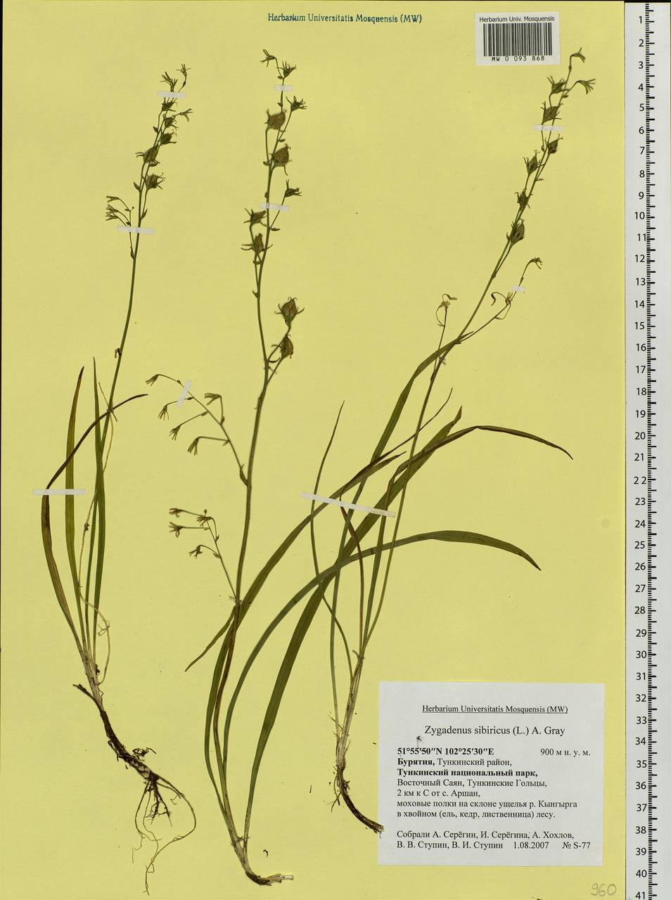 Anticlea sibirica (L.) Kunth, Siberia, Baikal & Transbaikal region (S4) (Russia)
