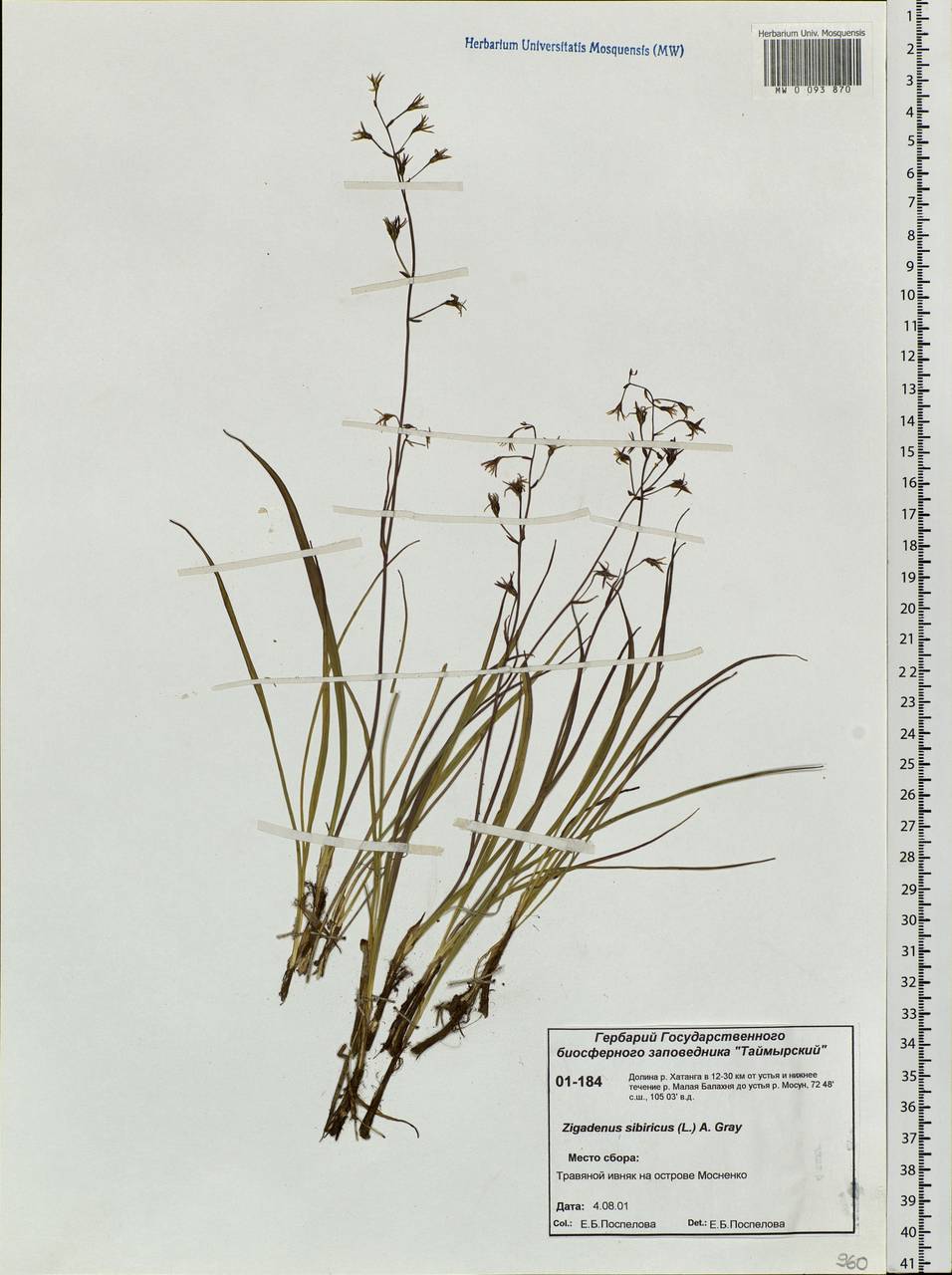 Anticlea sibirica (L.) Kunth, Siberia, Central Siberia (S3) (Russia)
