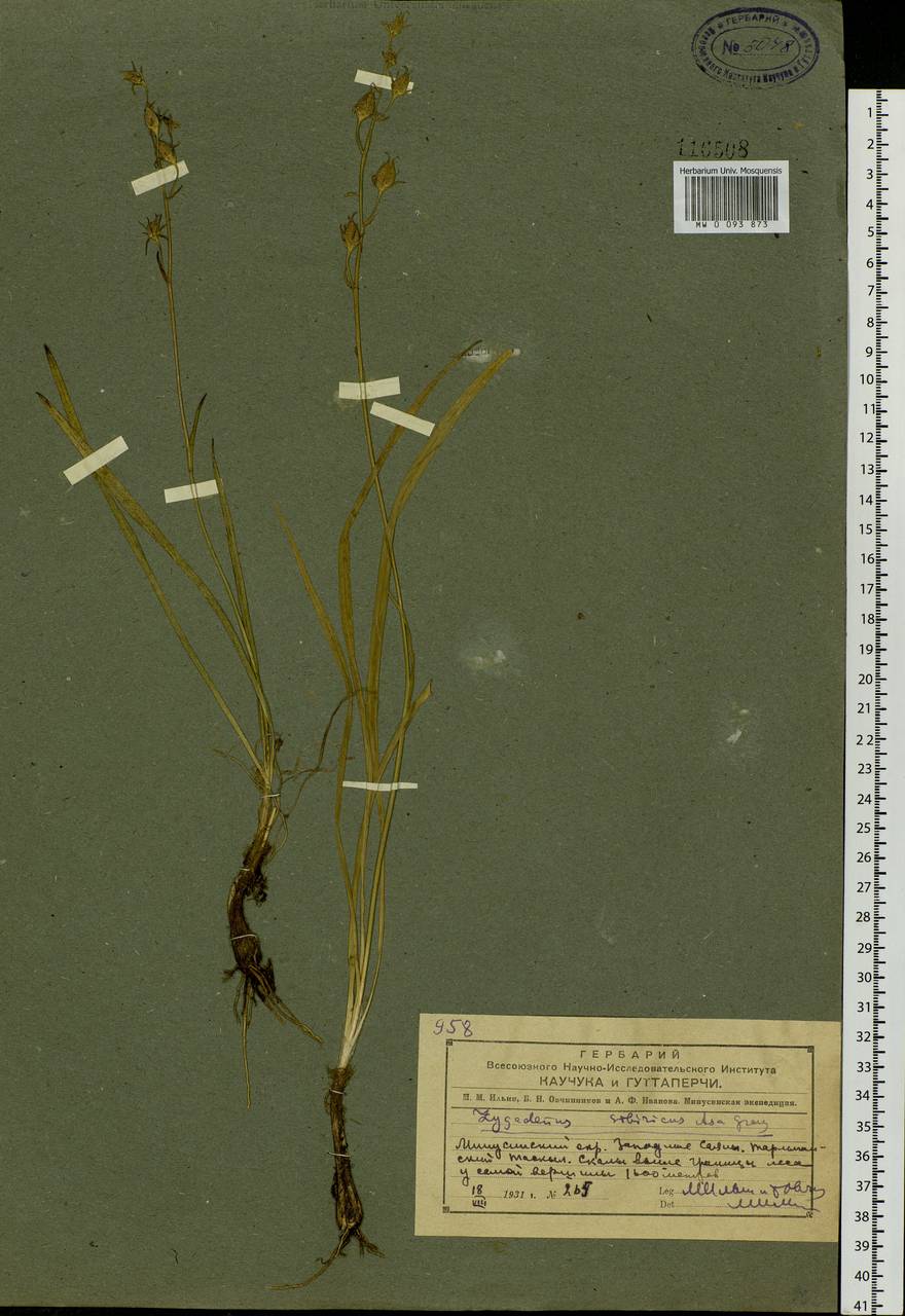 Anticlea sibirica (L.) Kunth, Siberia, Altai & Sayany Mountains (S2) (Russia)