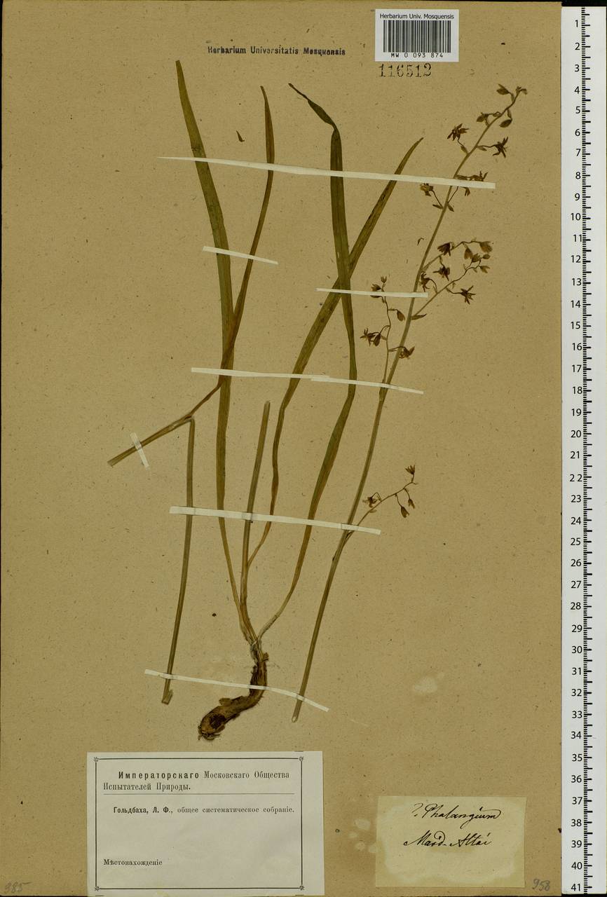 Anticlea sibirica (L.) Kunth, Siberia, Altai & Sayany Mountains (S2) (Russia)