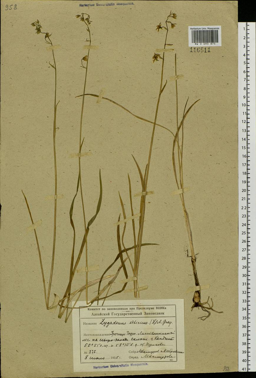 Anticlea sibirica (L.) Kunth, Siberia, Altai & Sayany Mountains (S2) (Russia)