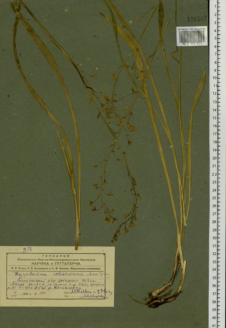 Anticlea sibirica (L.) Kunth, Siberia, Altai & Sayany Mountains (S2) (Russia)
