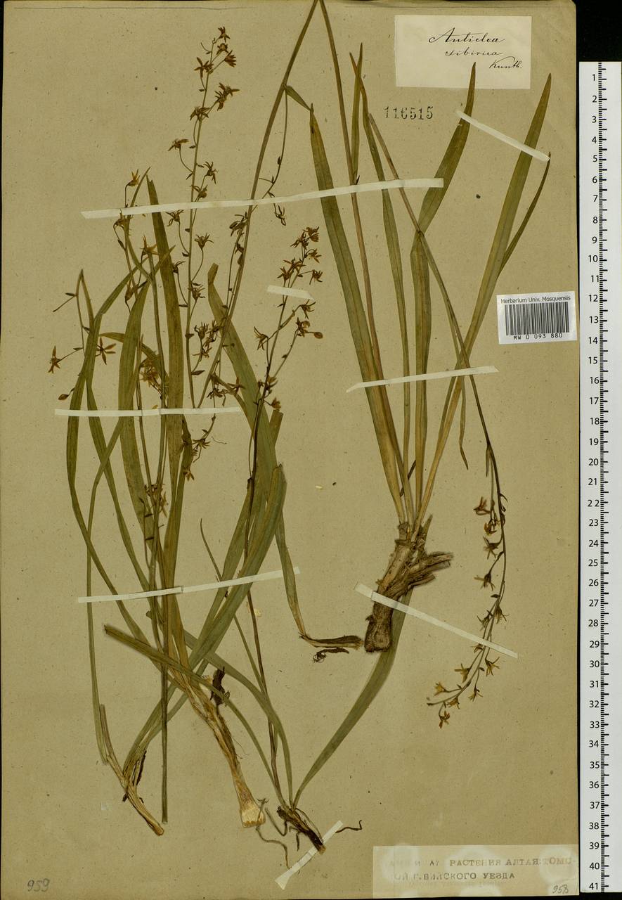 Anticlea sibirica (L.) Kunth, Siberia, Altai & Sayany Mountains (S2) (Russia)