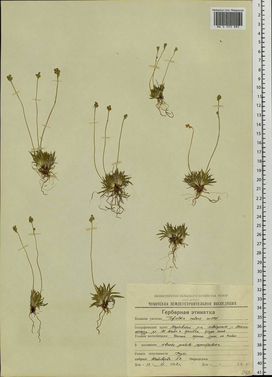 Tofieldia pusilla (Michx.) Pers., Siberia, Chukotka & Kamchatka (S7) (Russia)