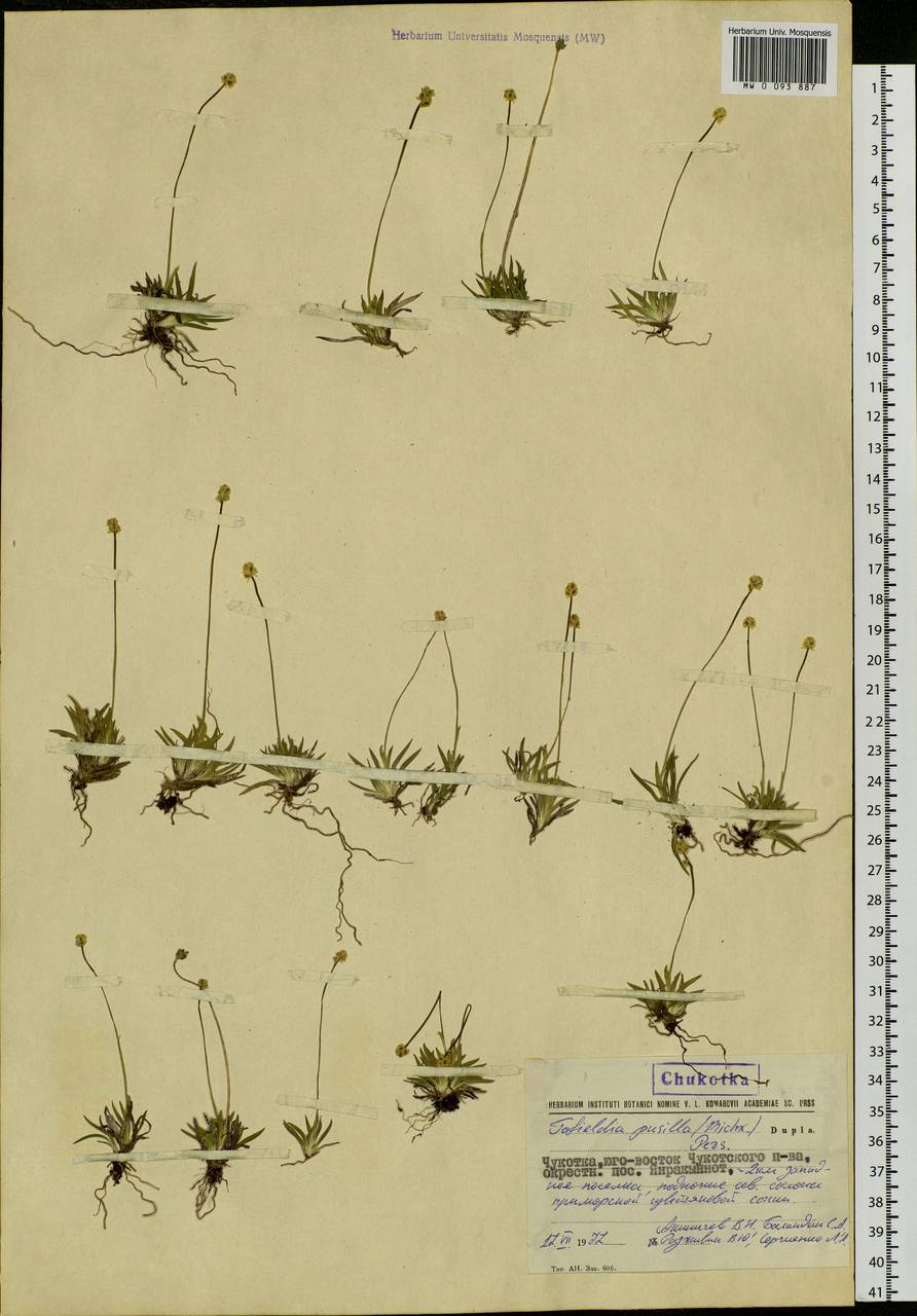 Tofieldia pusilla (Michx.) Pers., Siberia, Chukotka & Kamchatka (S7) (Russia)