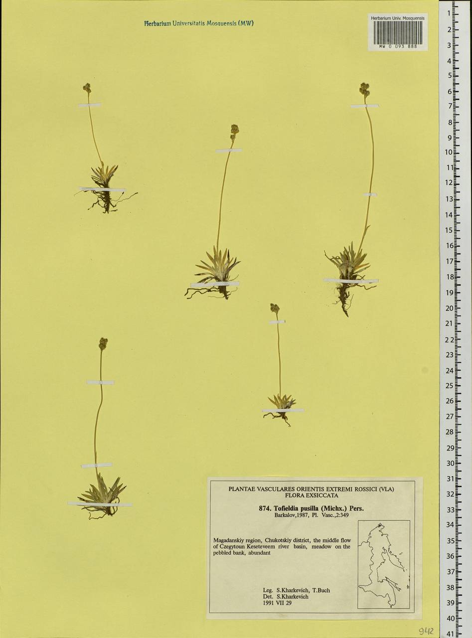 Tofieldia pusilla (Michx.) Pers., Siberia, Chukotka & Kamchatka (S7) (Russia)