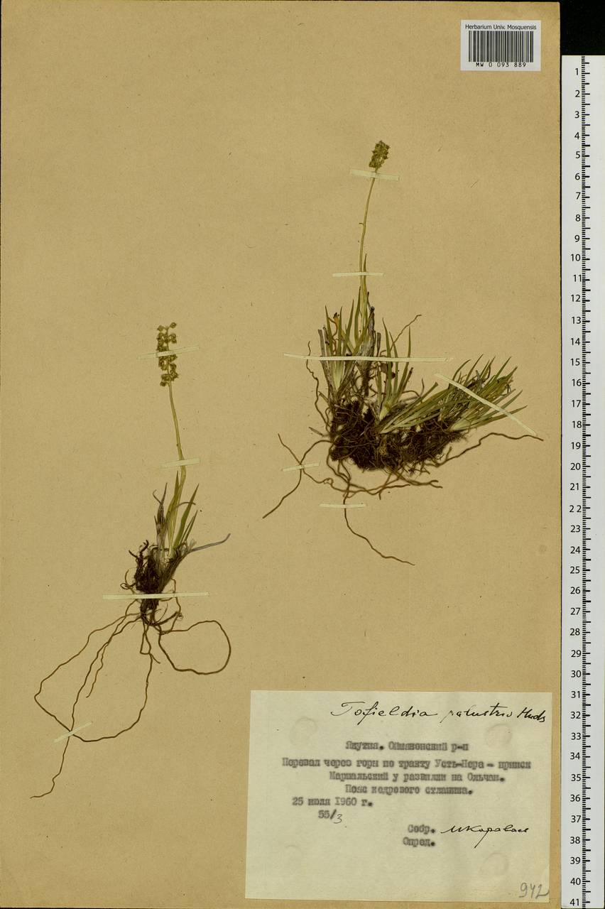 Tofieldia pusilla (Michx.) Pers., Siberia, Yakutia (S5) (Russia)