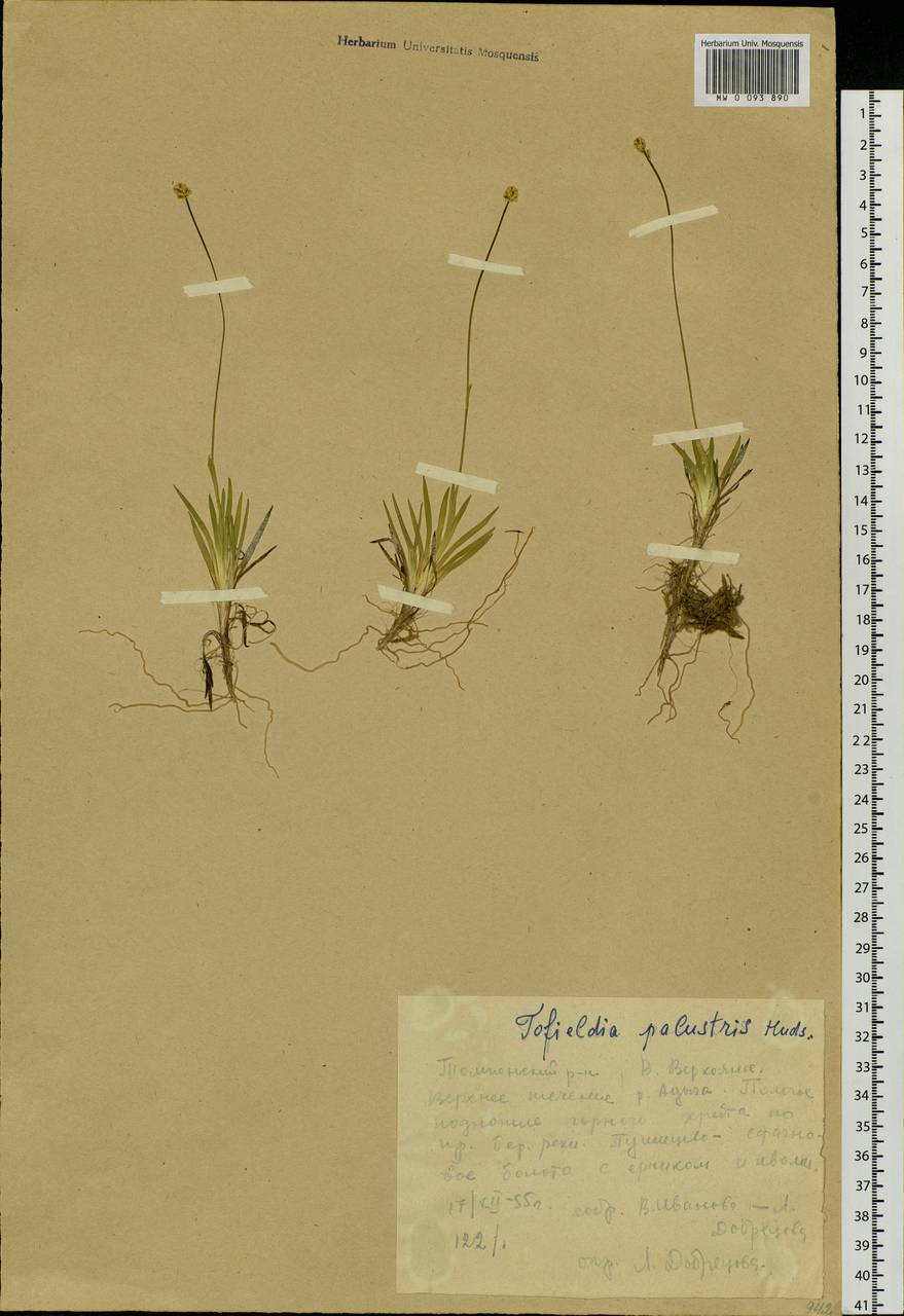 Tofieldia pusilla (Michx.) Pers., Siberia, Yakutia (S5) (Russia)