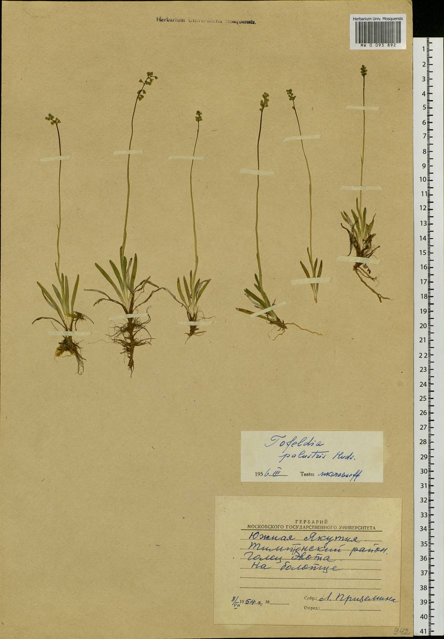 Tofieldia pusilla (Michx.) Pers., Siberia, Yakutia (S5) (Russia)