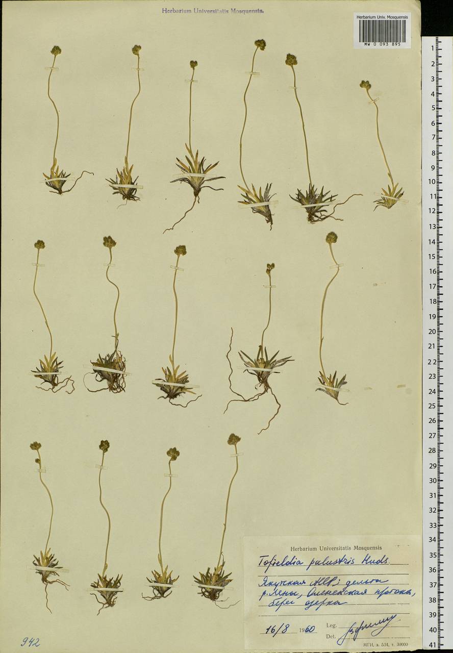Tofieldia pusilla (Michx.) Pers., Siberia, Yakutia (S5) (Russia)
