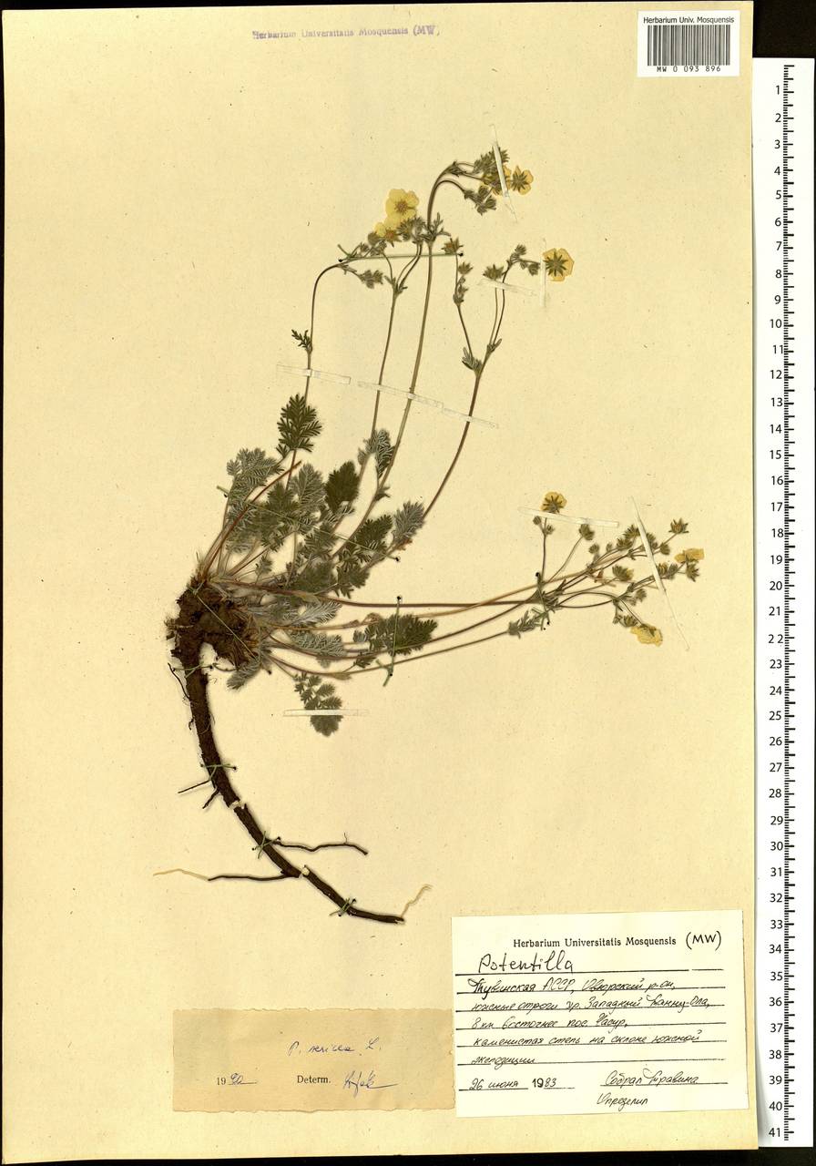 Potentilla sericea L., Siberia, Altai & Sayany Mountains (S2) (Russia)