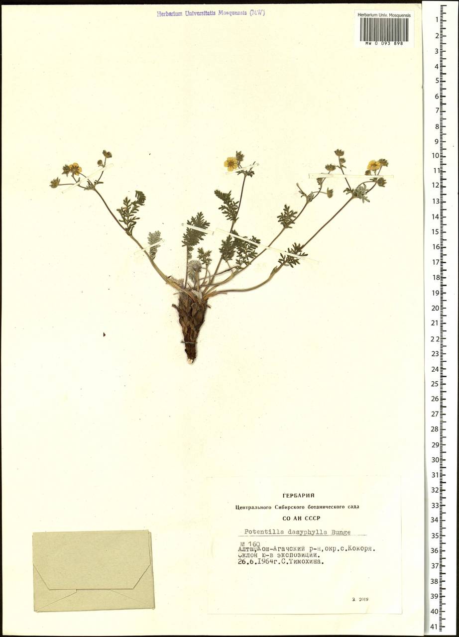 Potentilla sericea L., Siberia, Altai & Sayany Mountains (S2) (Russia)