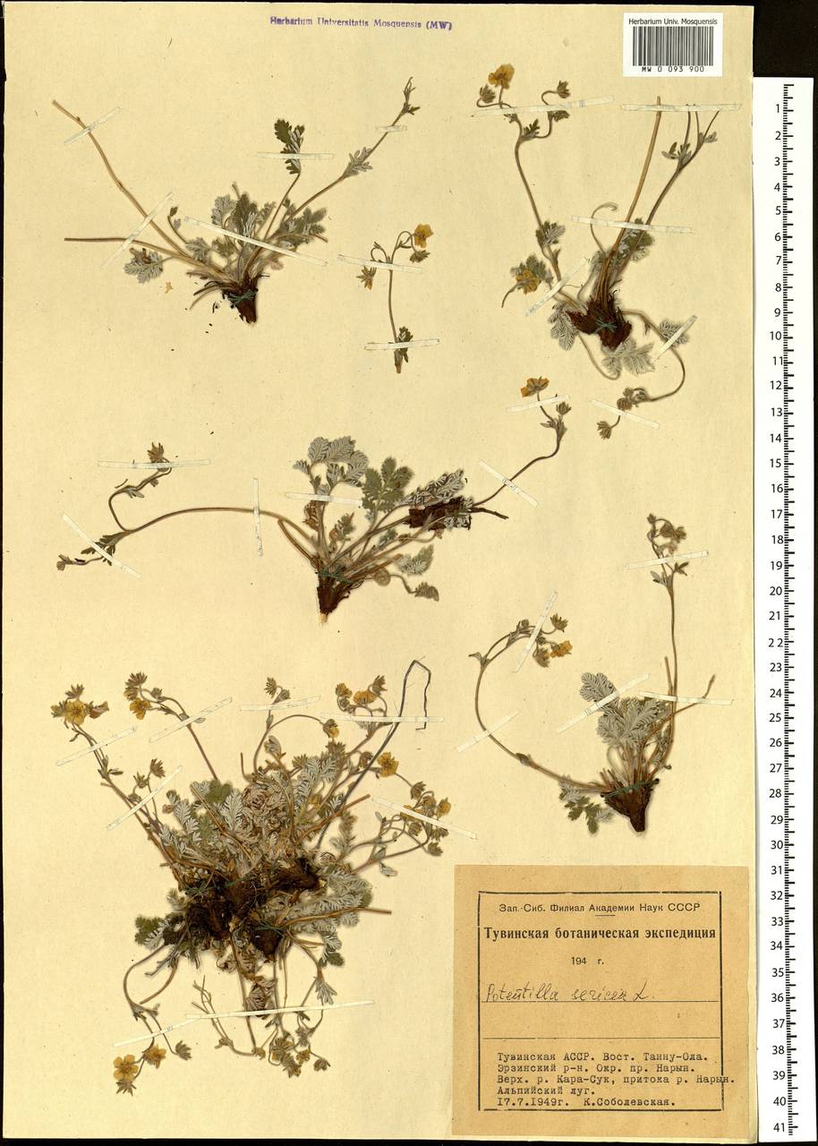 Potentilla sericea L., Siberia, Altai & Sayany Mountains (S2) (Russia)