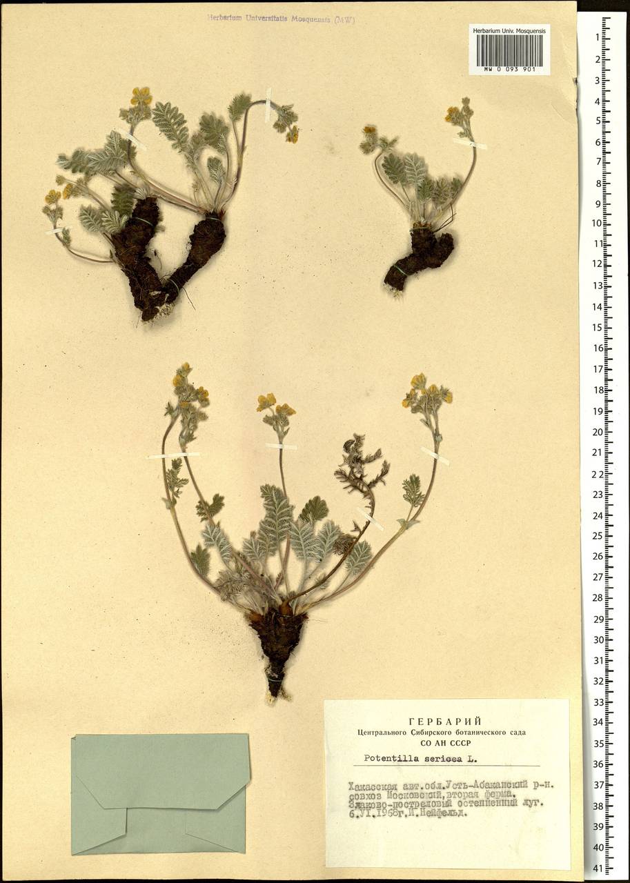 Potentilla sericea L., Siberia, Altai & Sayany Mountains (S2) (Russia)