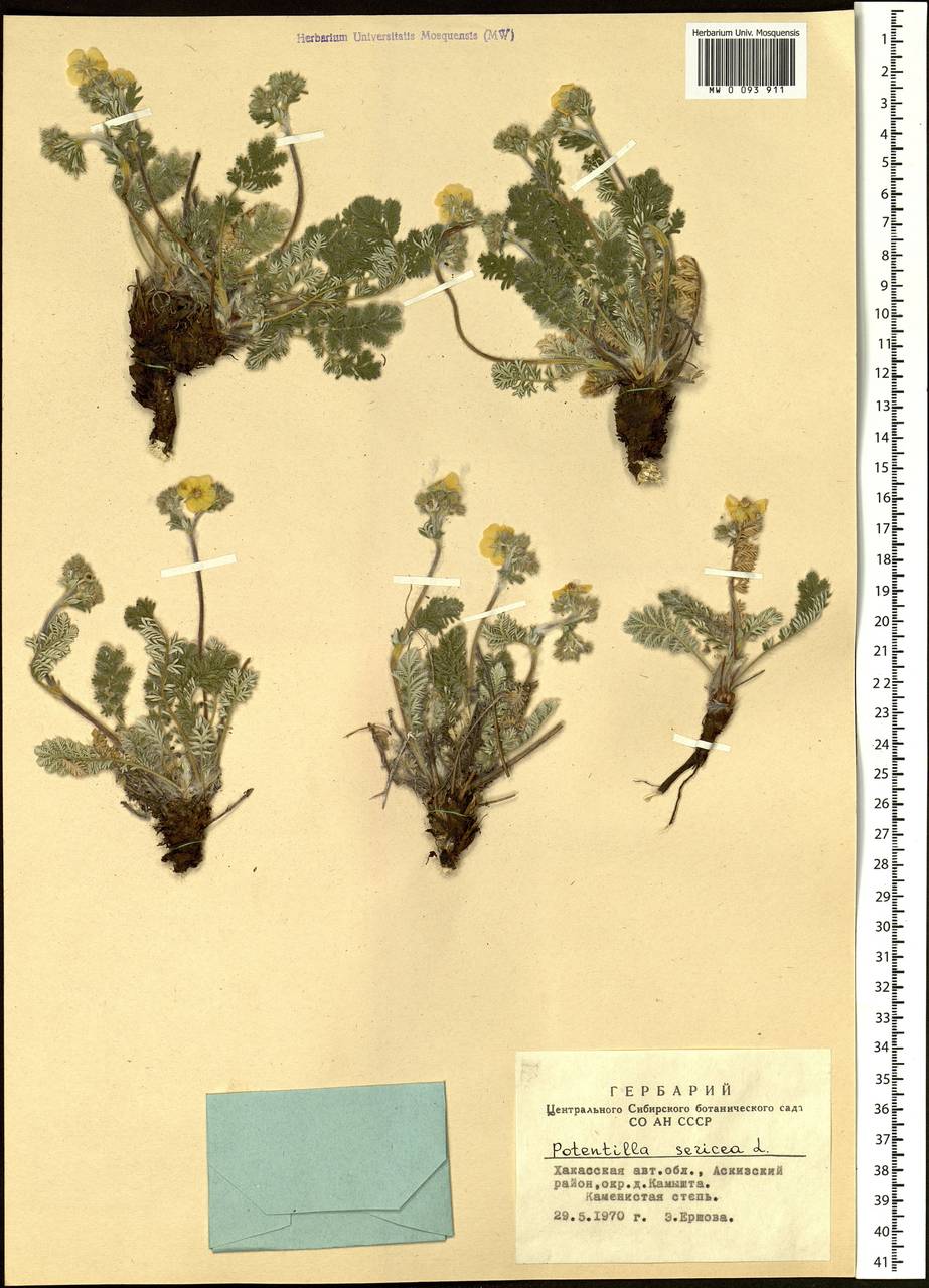 Potentilla sericea L., Siberia, Altai & Sayany Mountains (S2) (Russia)