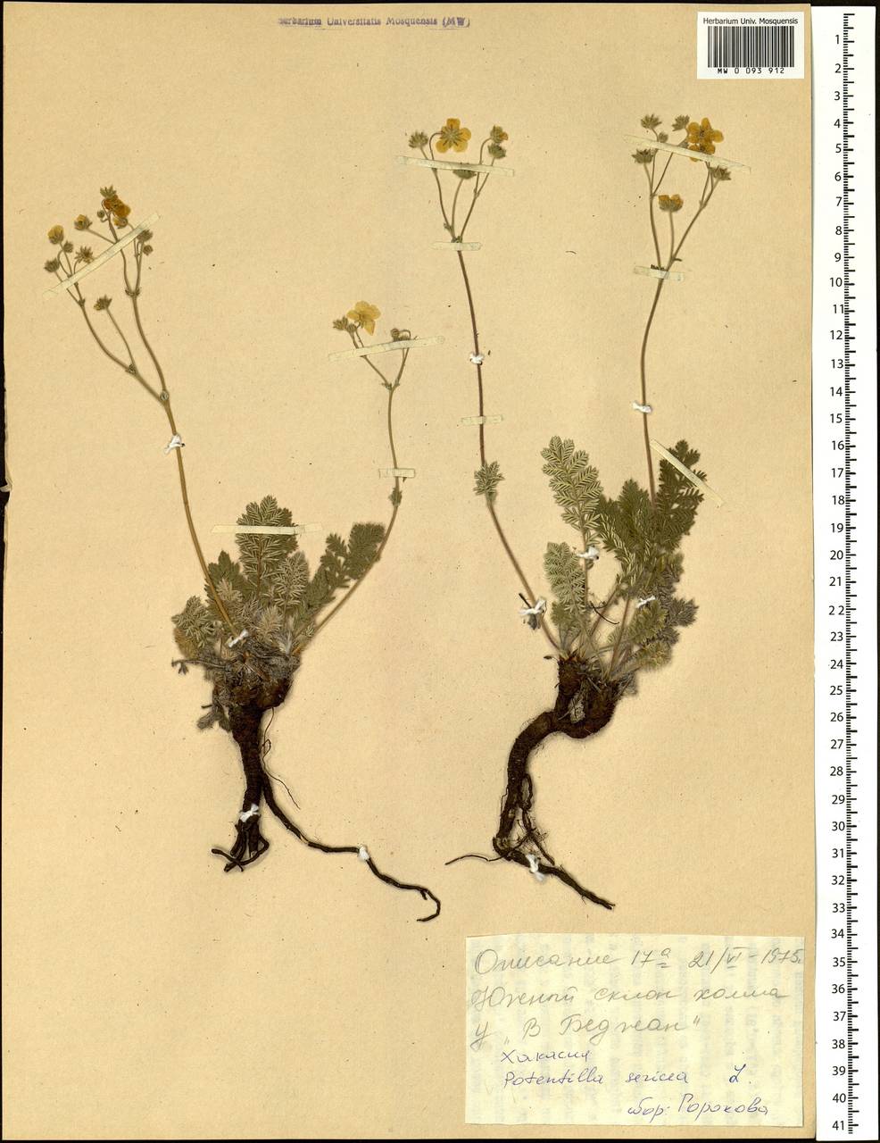 Potentilla sericea L., Siberia, Altai & Sayany Mountains (S2) (Russia)