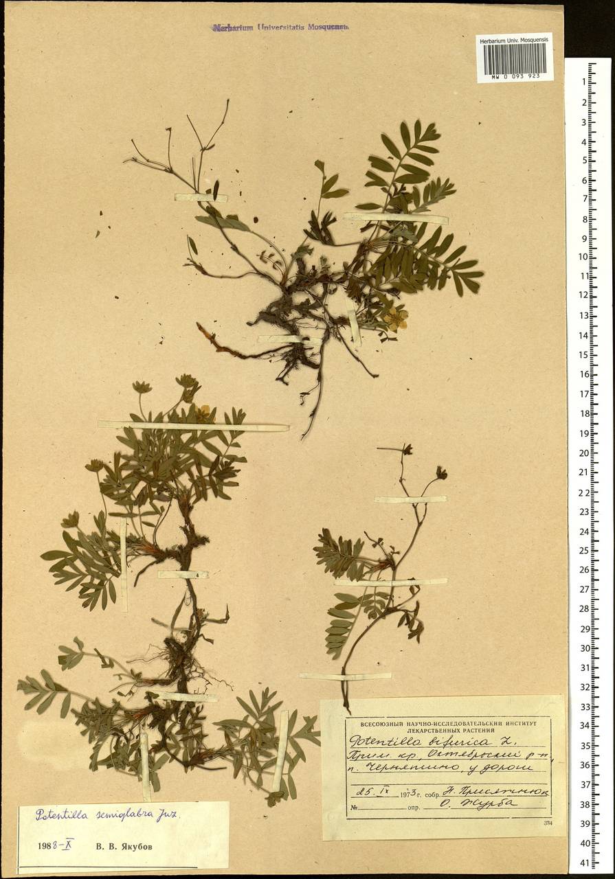 Sibbaldianthe bifurca subsp. orientalis (Juz.) Kurtto & T. Erikss., Siberia, Russian Far East (S6) (Russia)