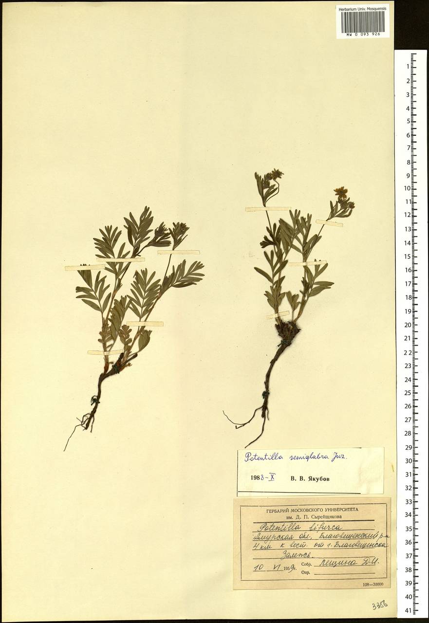 Sibbaldianthe bifurca subsp. orientalis (Juz.) Kurtto & T. Erikss., Siberia, Russian Far East (S6) (Russia)