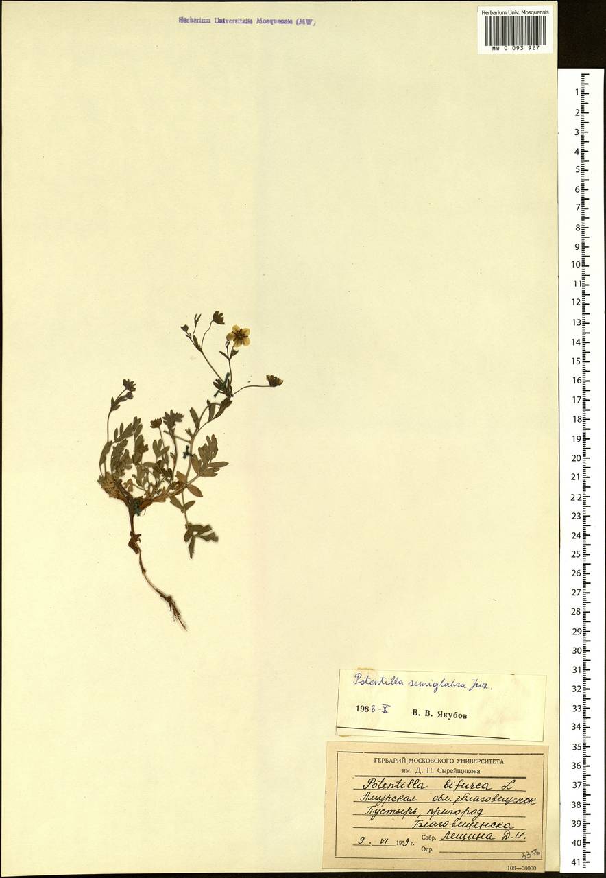 Sibbaldianthe bifurca subsp. orientalis (Juz.) Kurtto & T. Erikss., Siberia, Russian Far East (S6) (Russia)