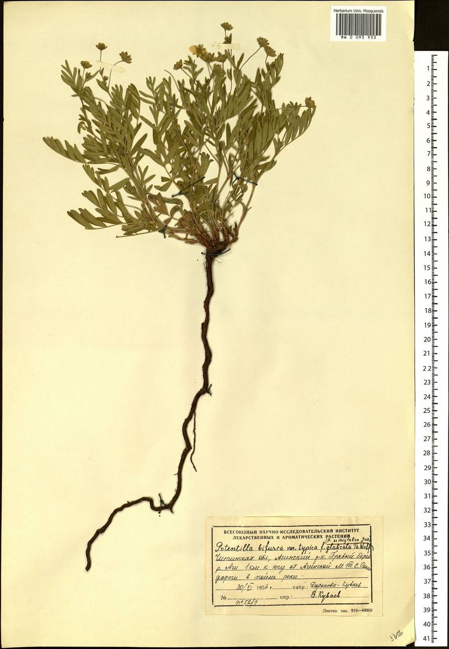 Sibbaldianthe semiglabra (Juz. ex Soják) Mosyakin & Shiyan, Siberia, Baikal & Transbaikal region (S4) (Russia)