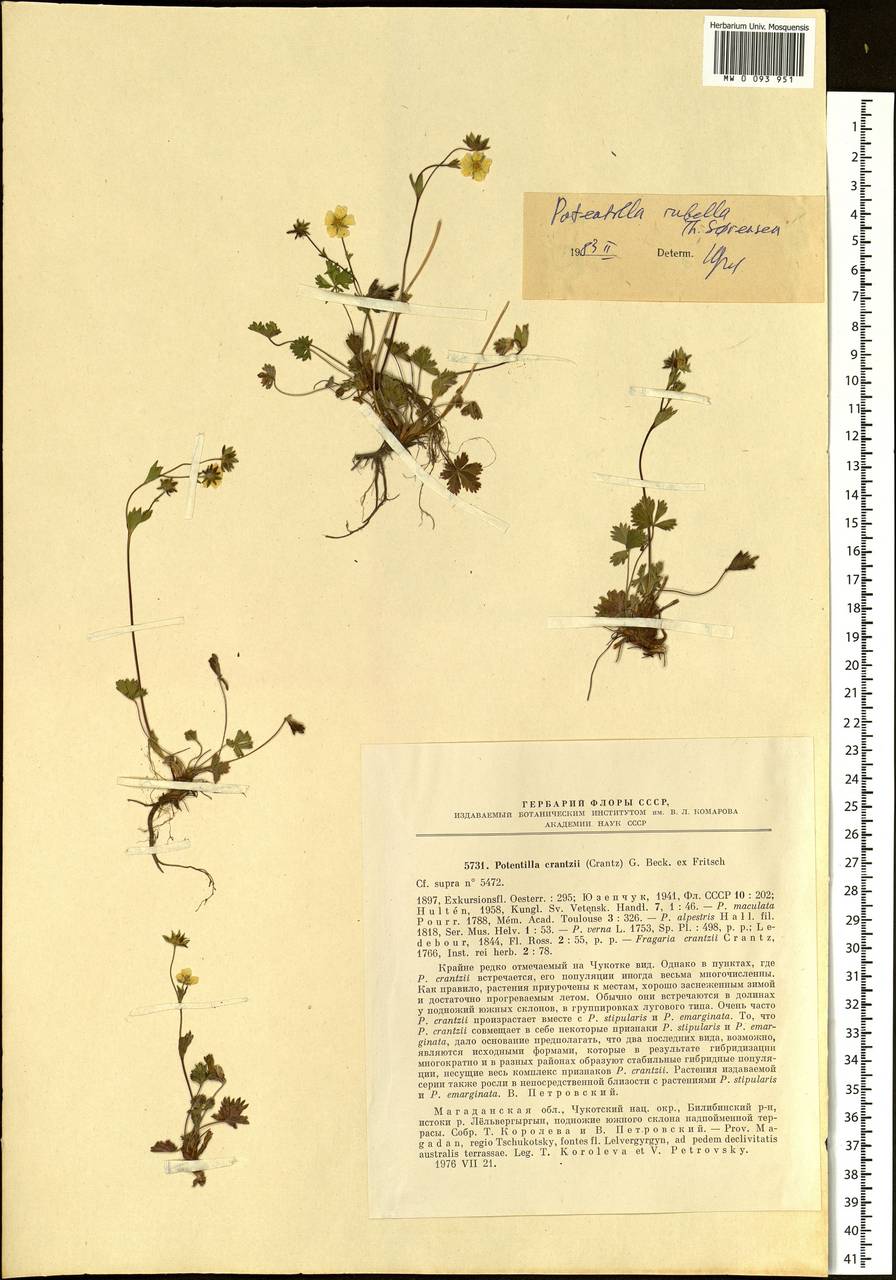 Potentilla rubella Sørensen, Siberia, Chukotka & Kamchatka (S7) (Russia)