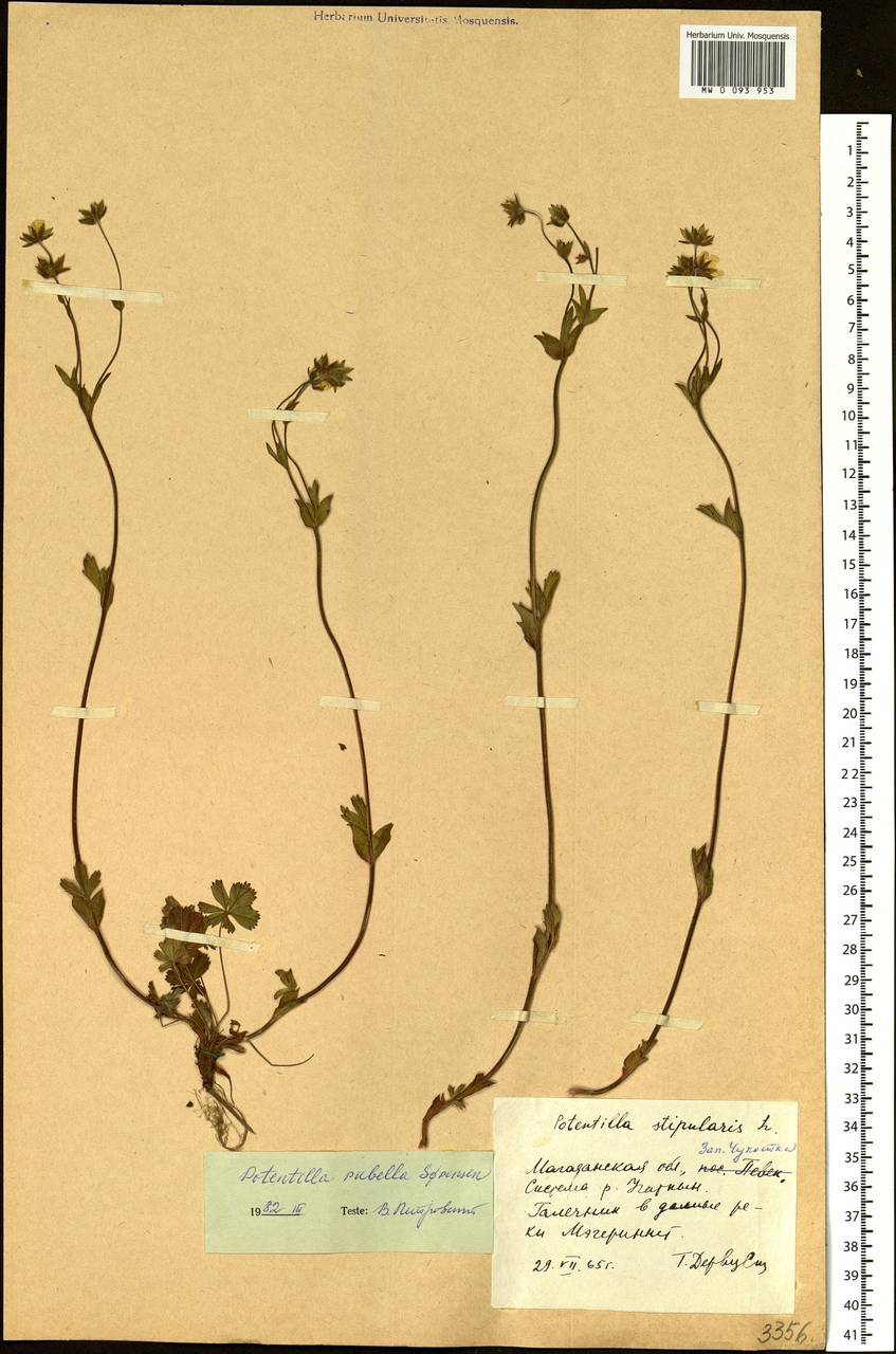 Potentilla rubella Sørensen, Siberia, Chukotka & Kamchatka (S7) (Russia)