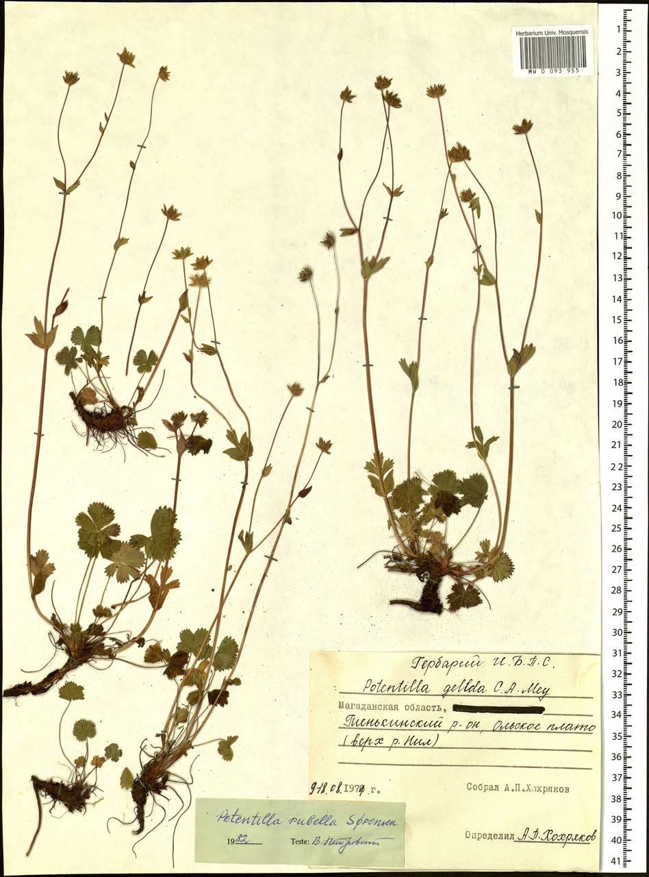 Potentilla rubella Sørensen, Siberia, Chukotka & Kamchatka (S7) (Russia)