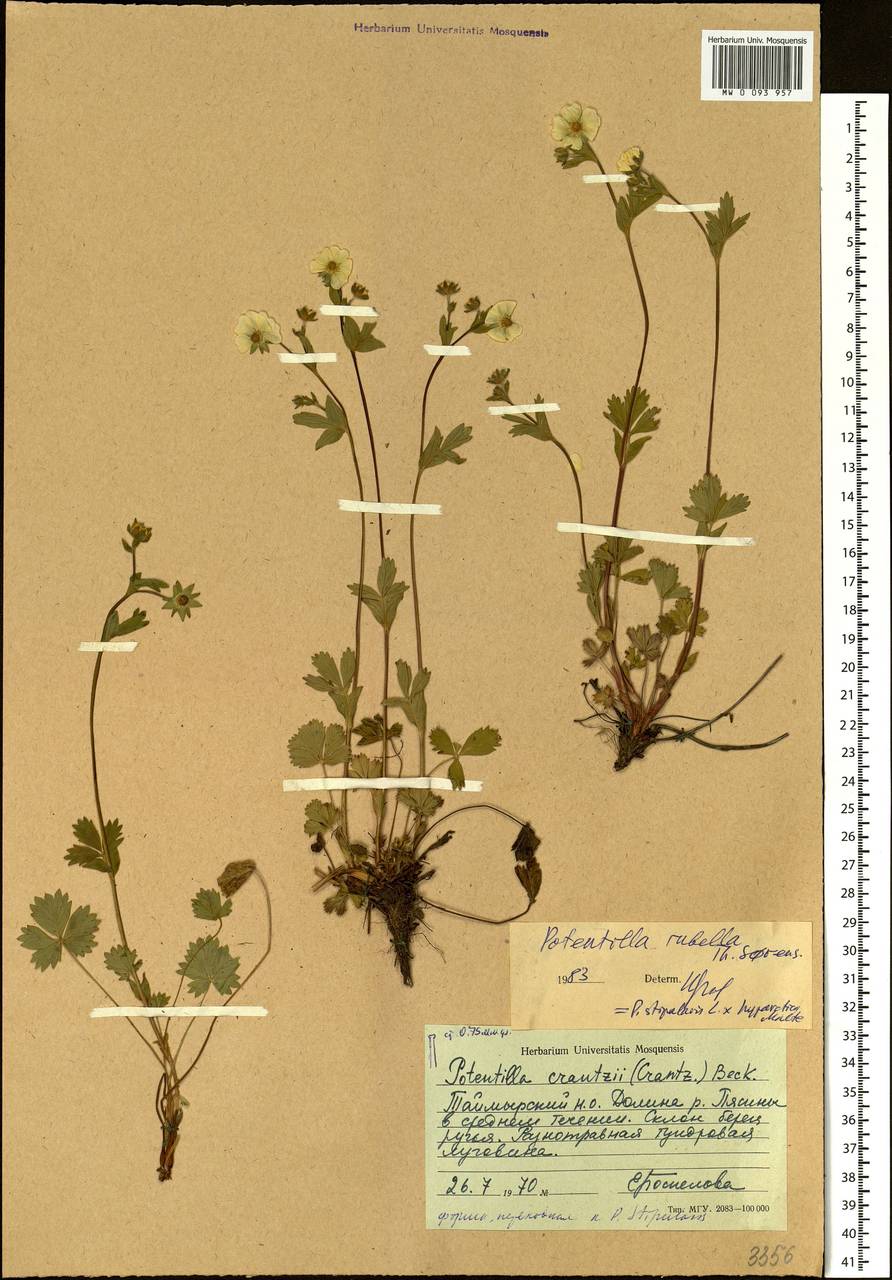 Potentilla rubella Sørensen, Siberia, Central Siberia (S3) (Russia)