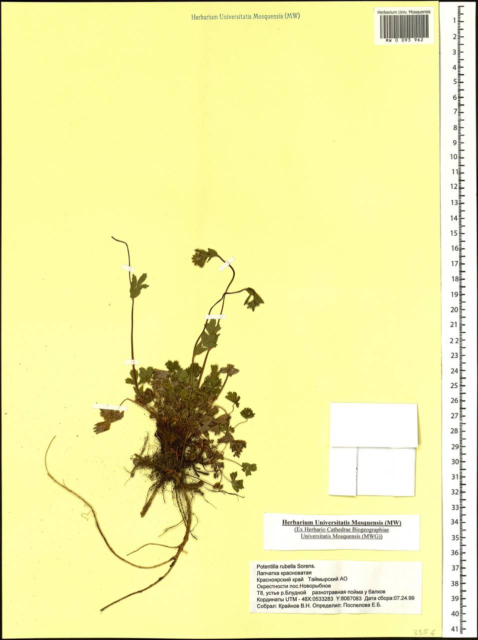 Potentilla rubella Sørensen, Siberia, Central Siberia (S3) (Russia)