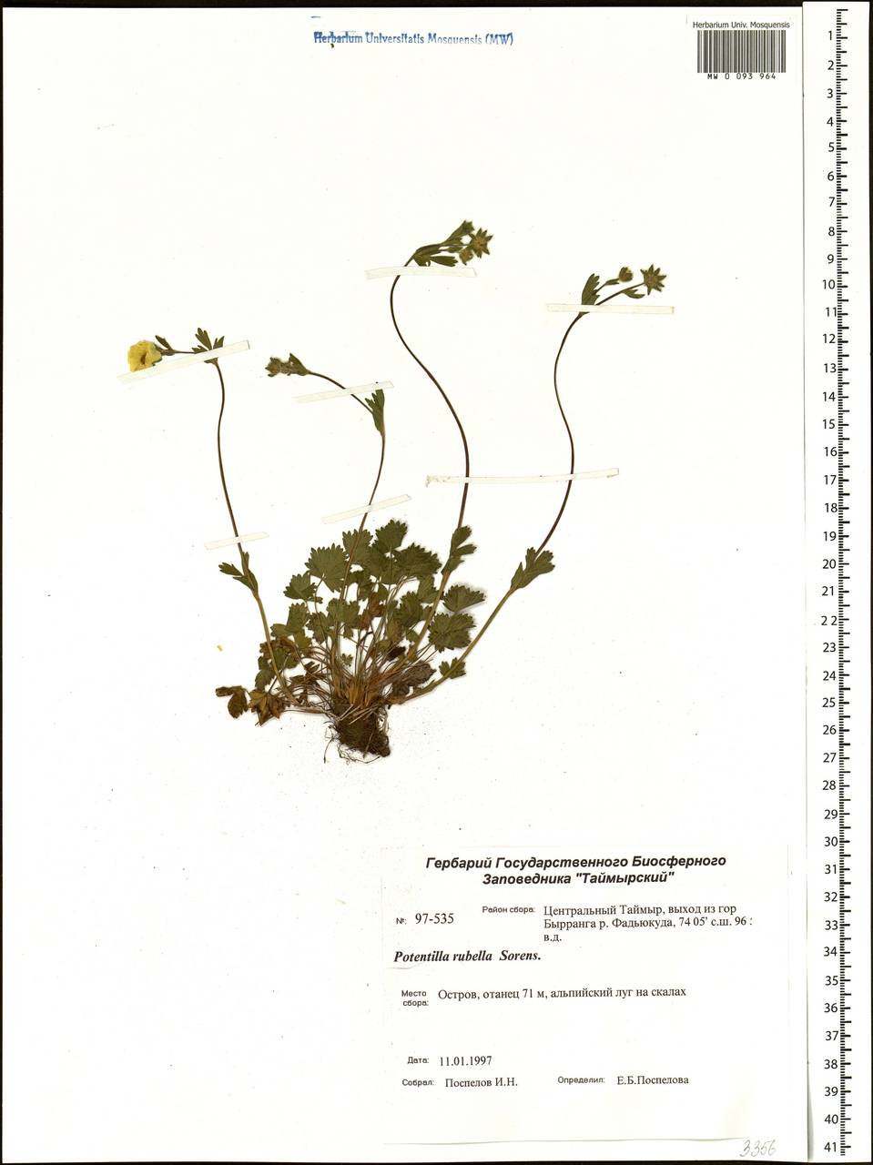 Potentilla rubella T. J. Sørensen, Siberia, Central Siberia (S3) (Russia)