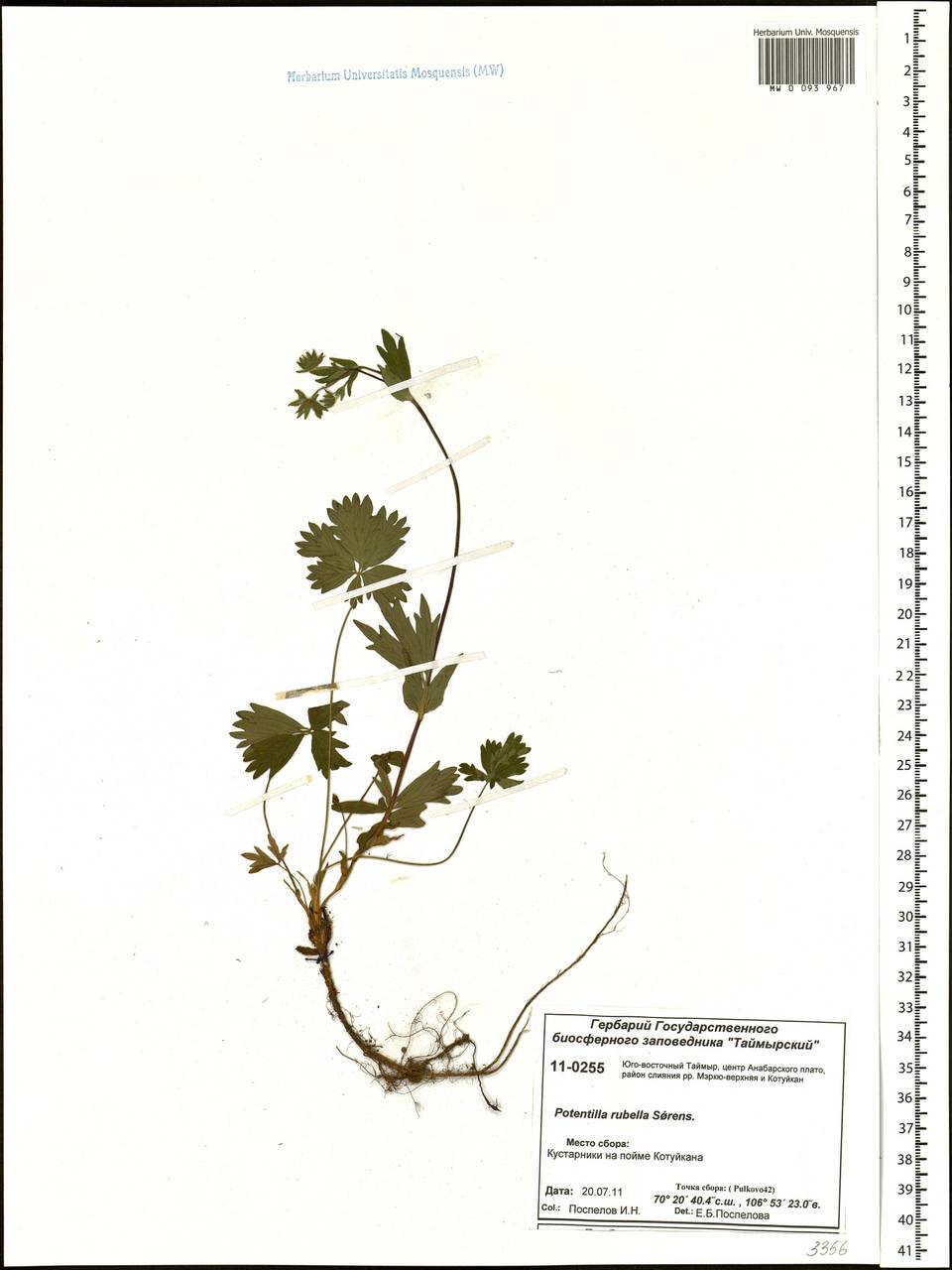 Potentilla rubella T. J. Sørensen, Siberia, Central Siberia (S3) (Russia)