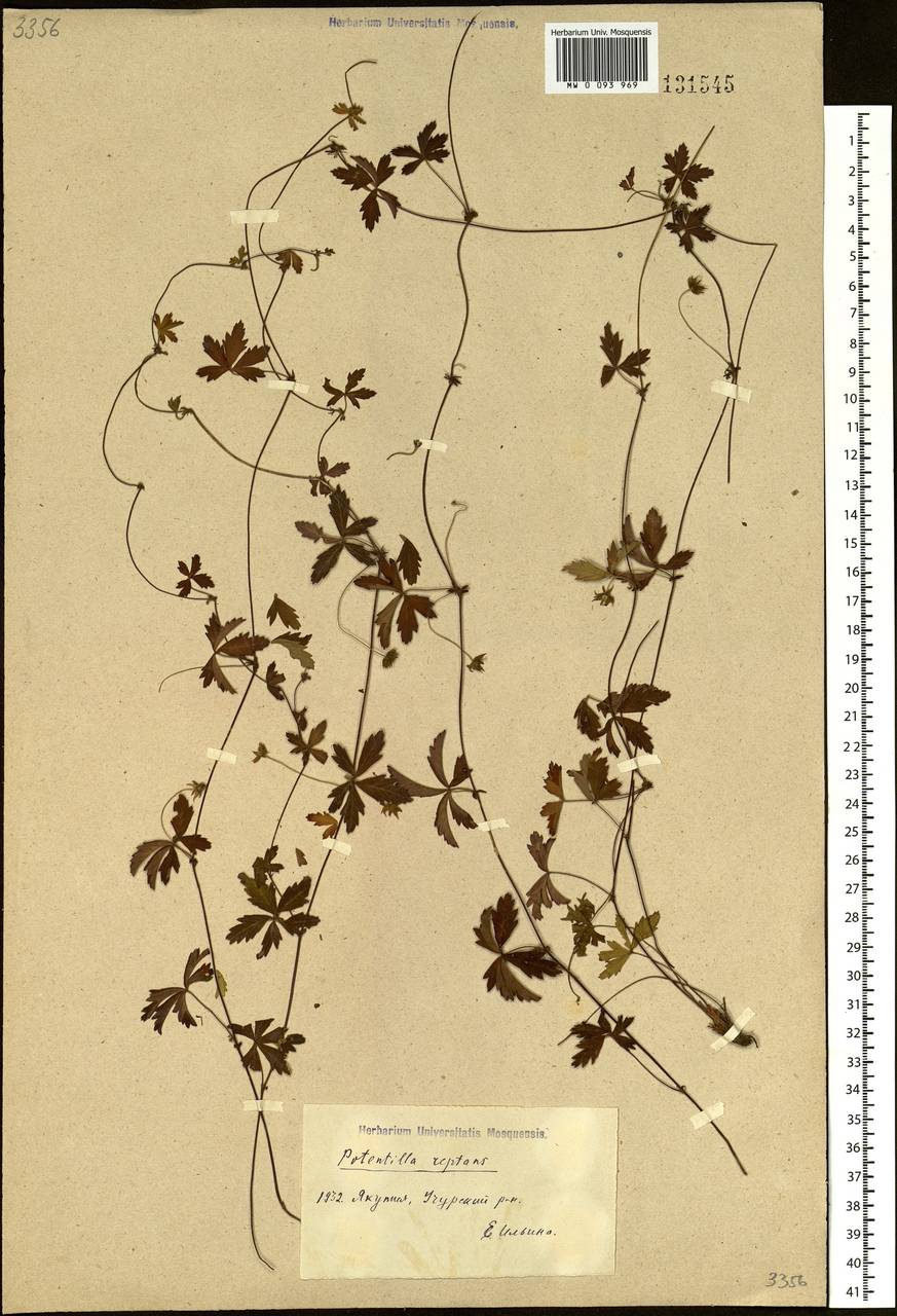 Potentilla reptans L., Siberia, Yakutia (S5) (Russia)